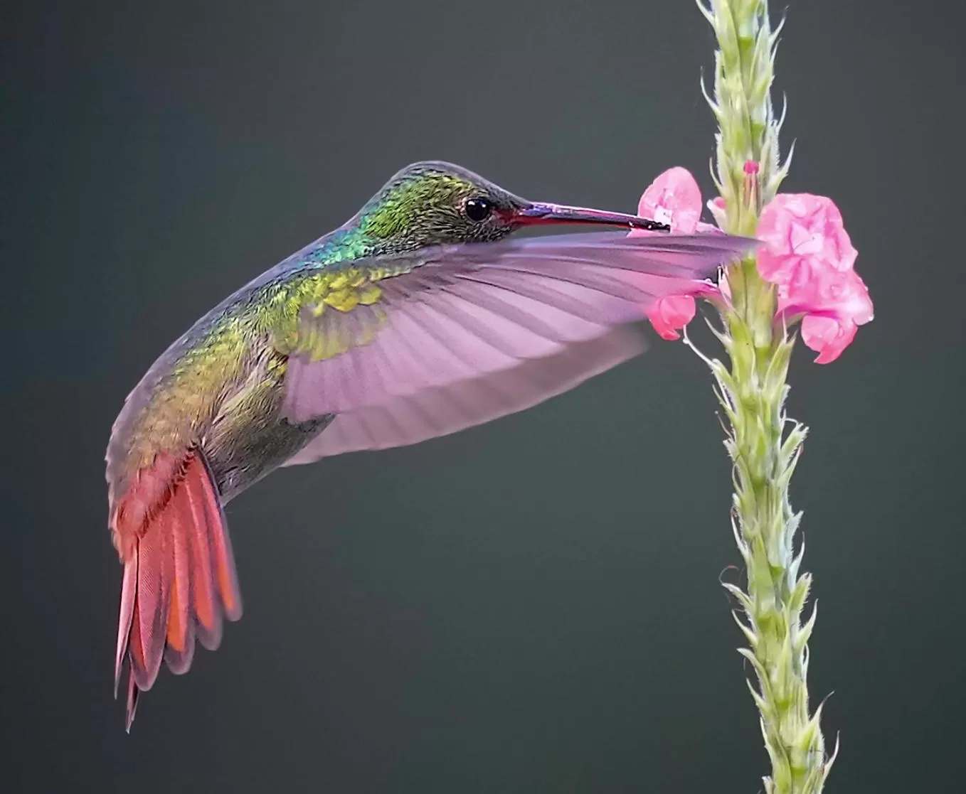 Animals, Other Animals in Arte de Plumas birding lodge