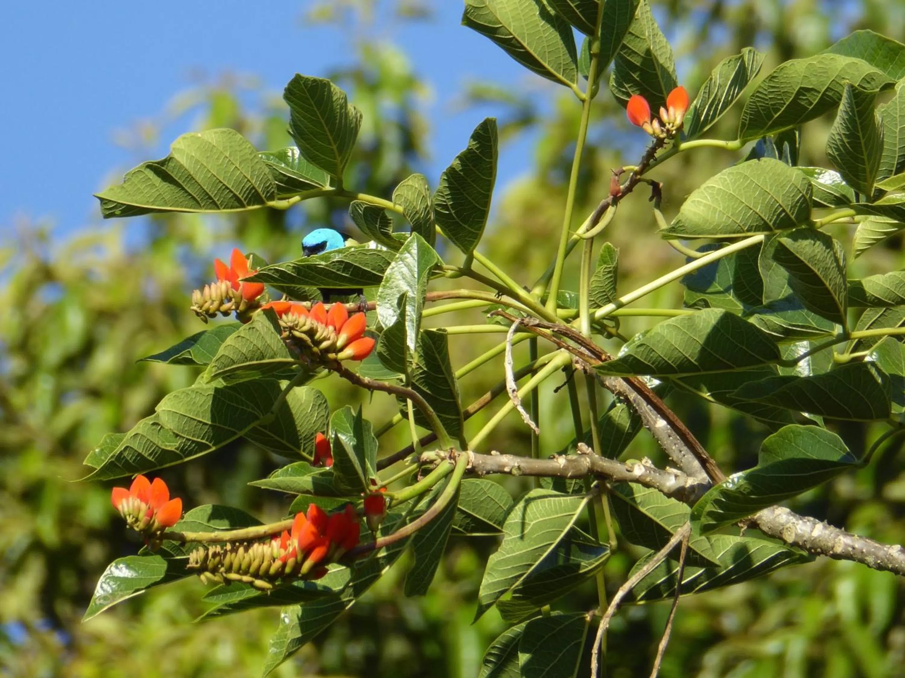 Garden, Other Animals in Finca El Cielo