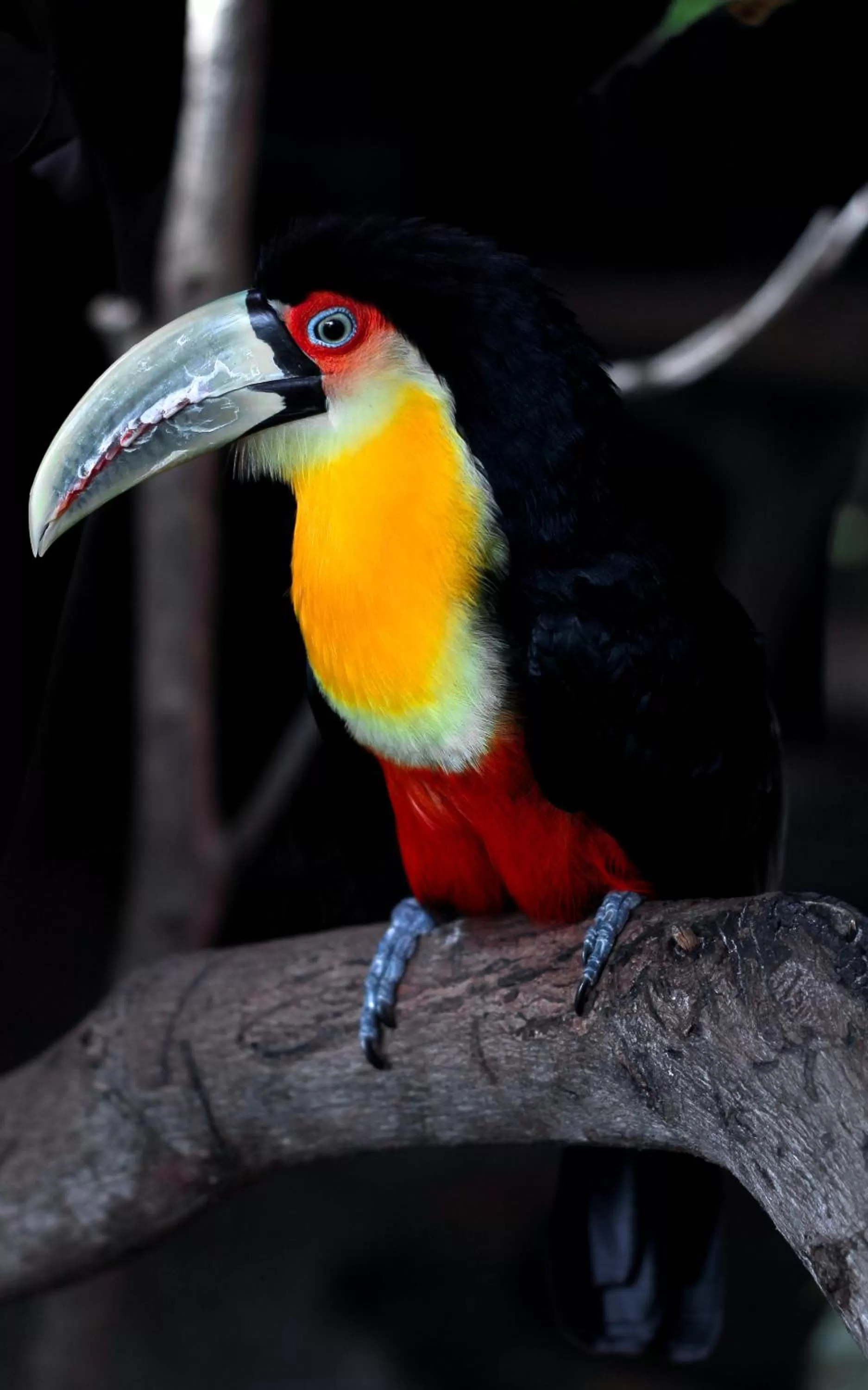 Other Animals in Pousada Sol e Mar