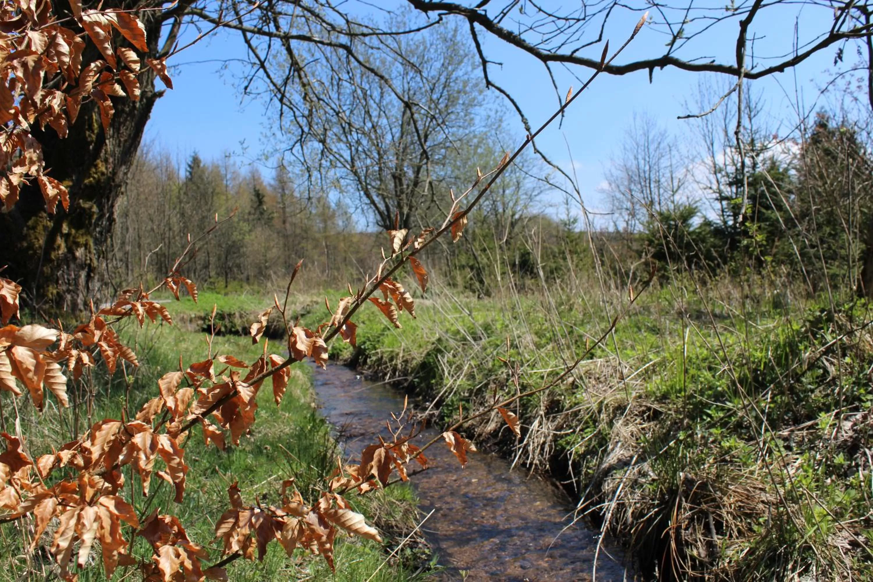 Natural landscape, Garden in Waldgasthof Bad Einsiedel