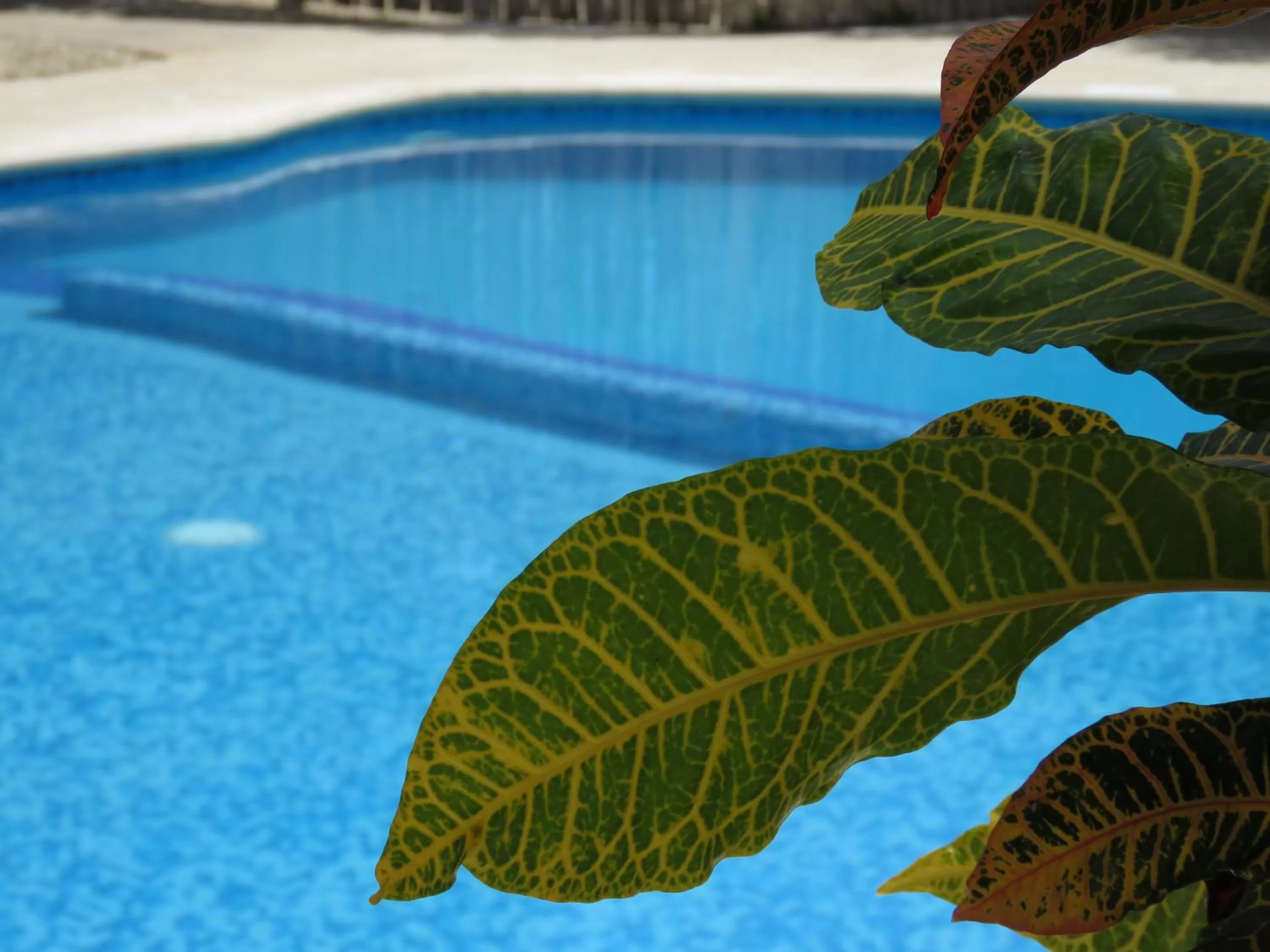 Swimming pool in Hotel & Suites Oasis Bacalar