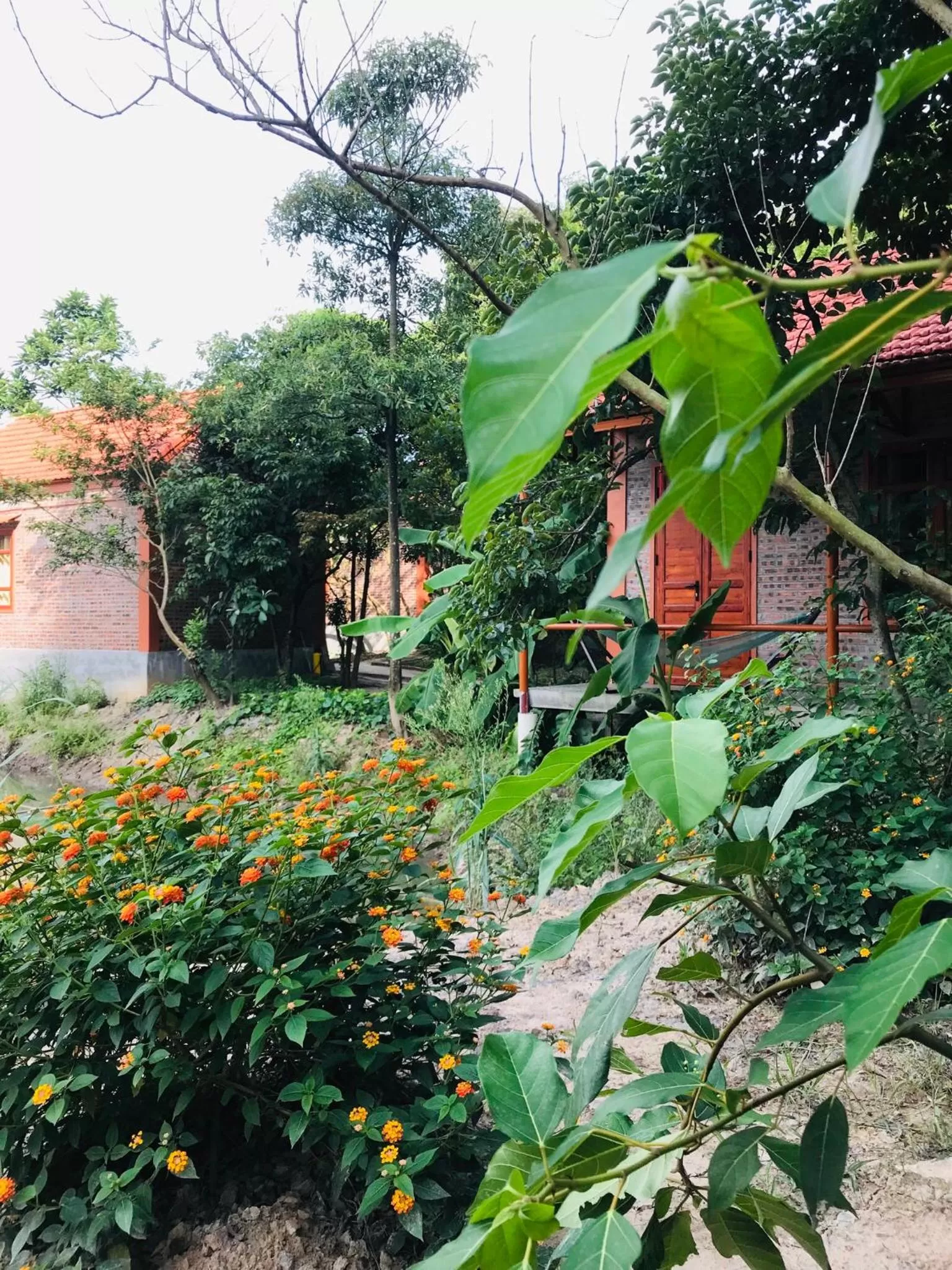 Patio, Garden in Trang An Lotus Lake Homestay