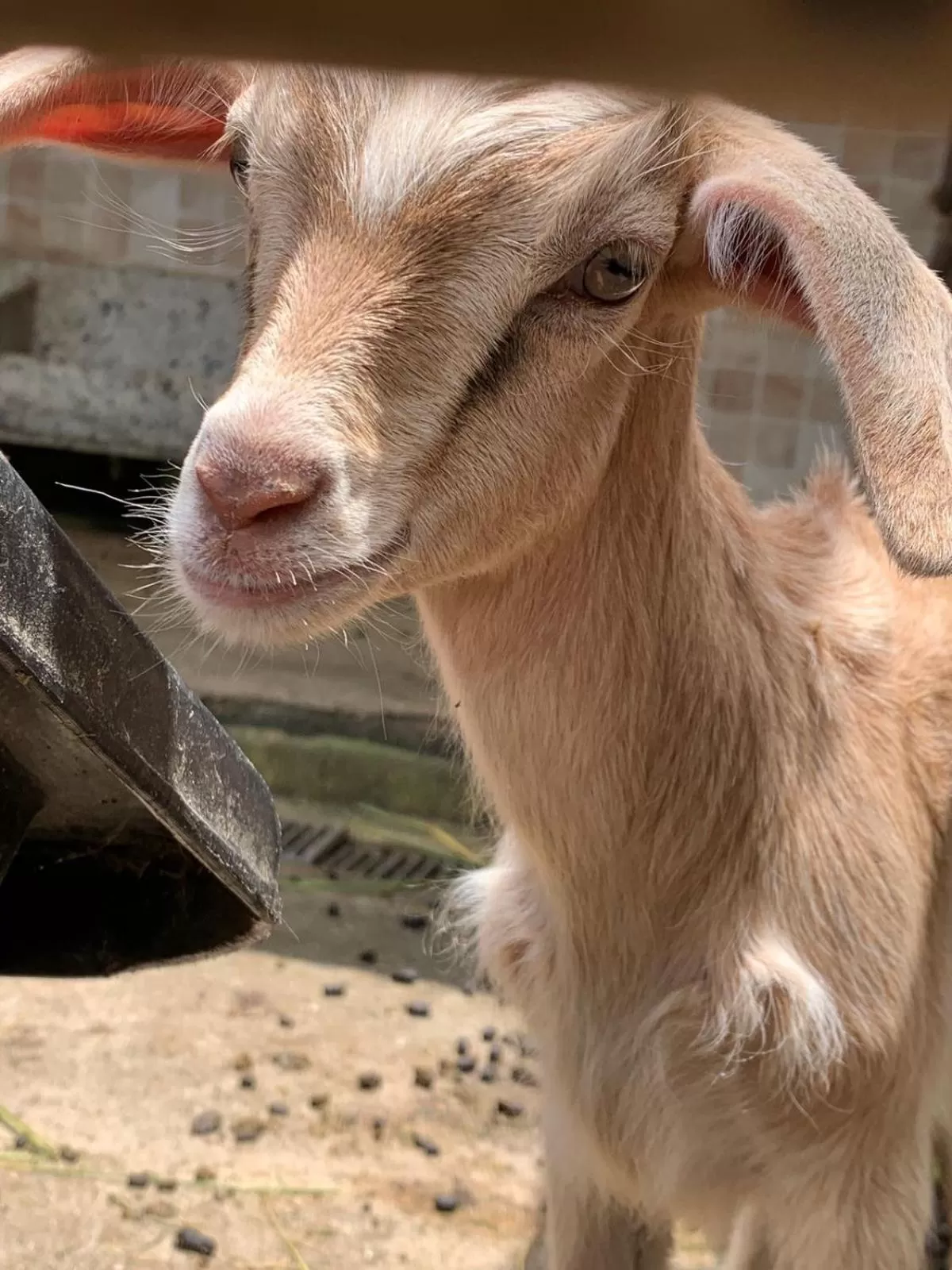 Animals, Other Animals in Pousada Fazendinha Unamar