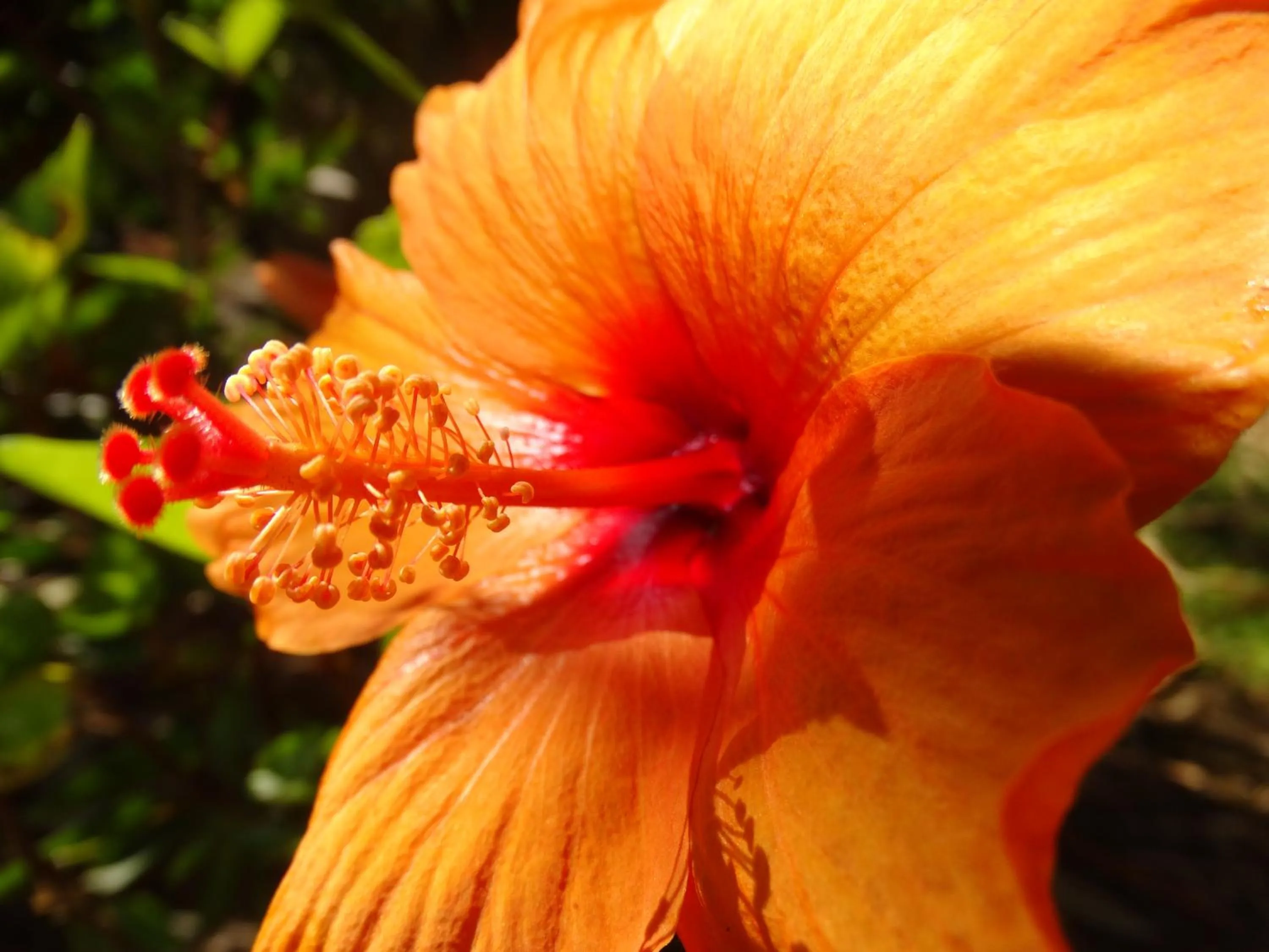 Garden in Lokahi Lodge