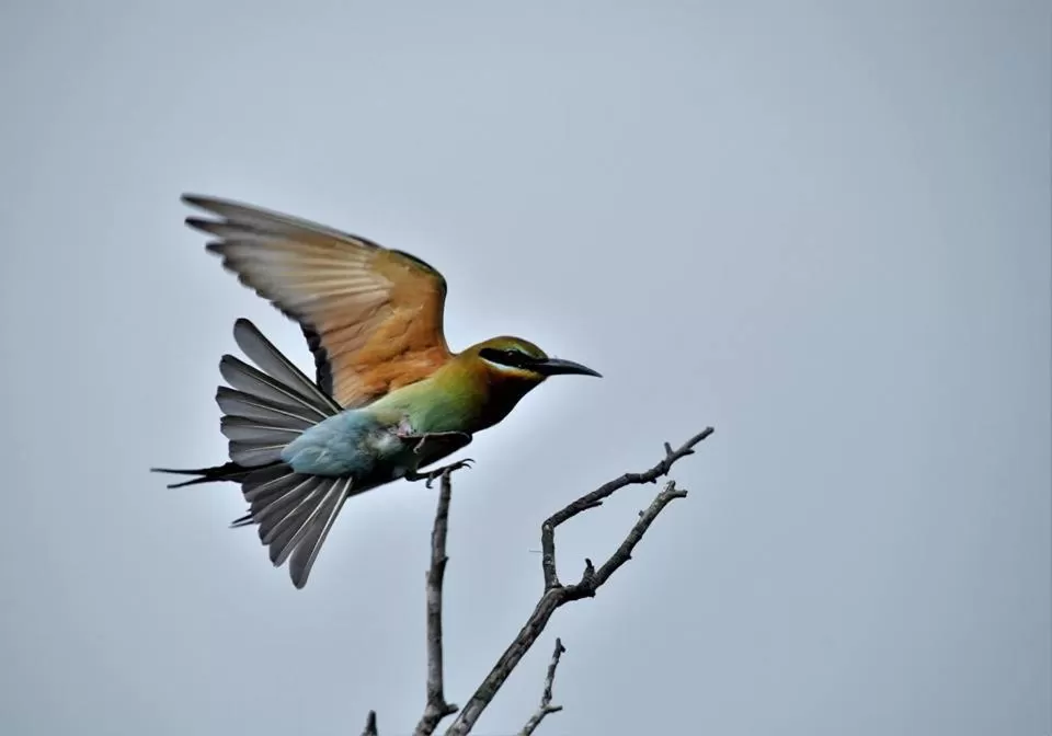 Activities, Other Animals in Lake Bliss