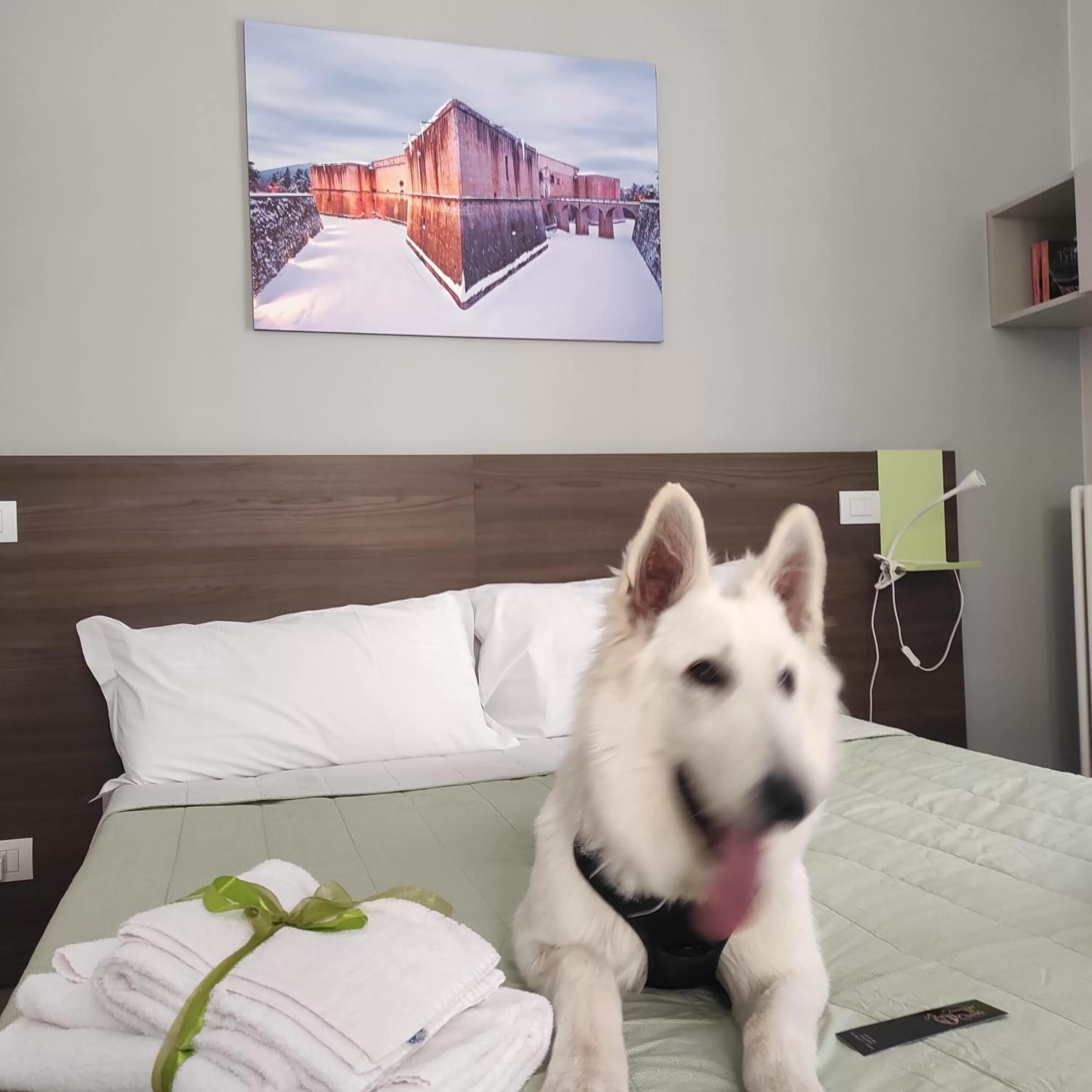 Animals, Pets in La Terrazza del Quarto