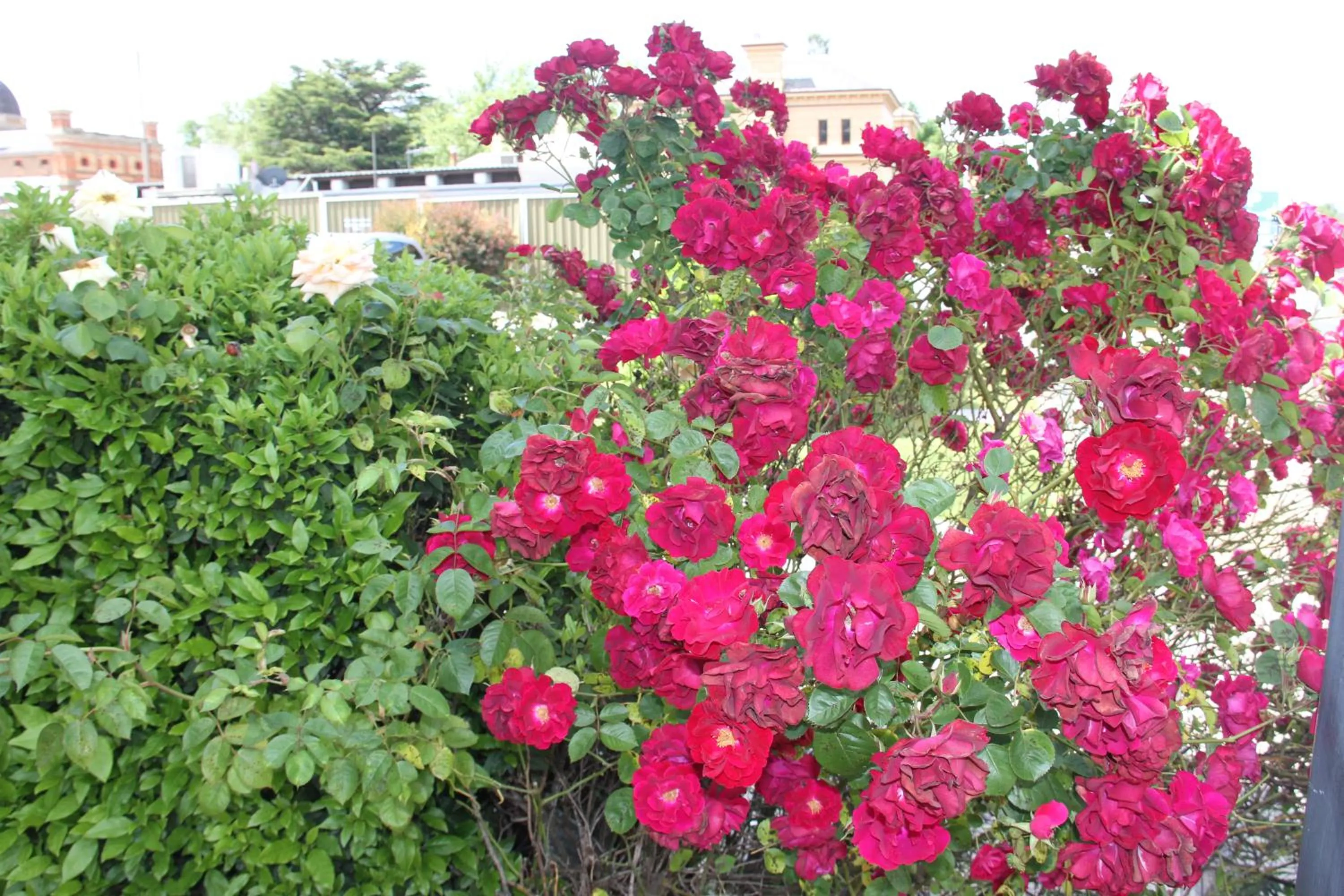 Garden in Alpine Heritage Motel