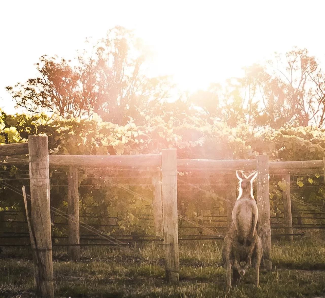 The Mitchelton Hotel Nagambie