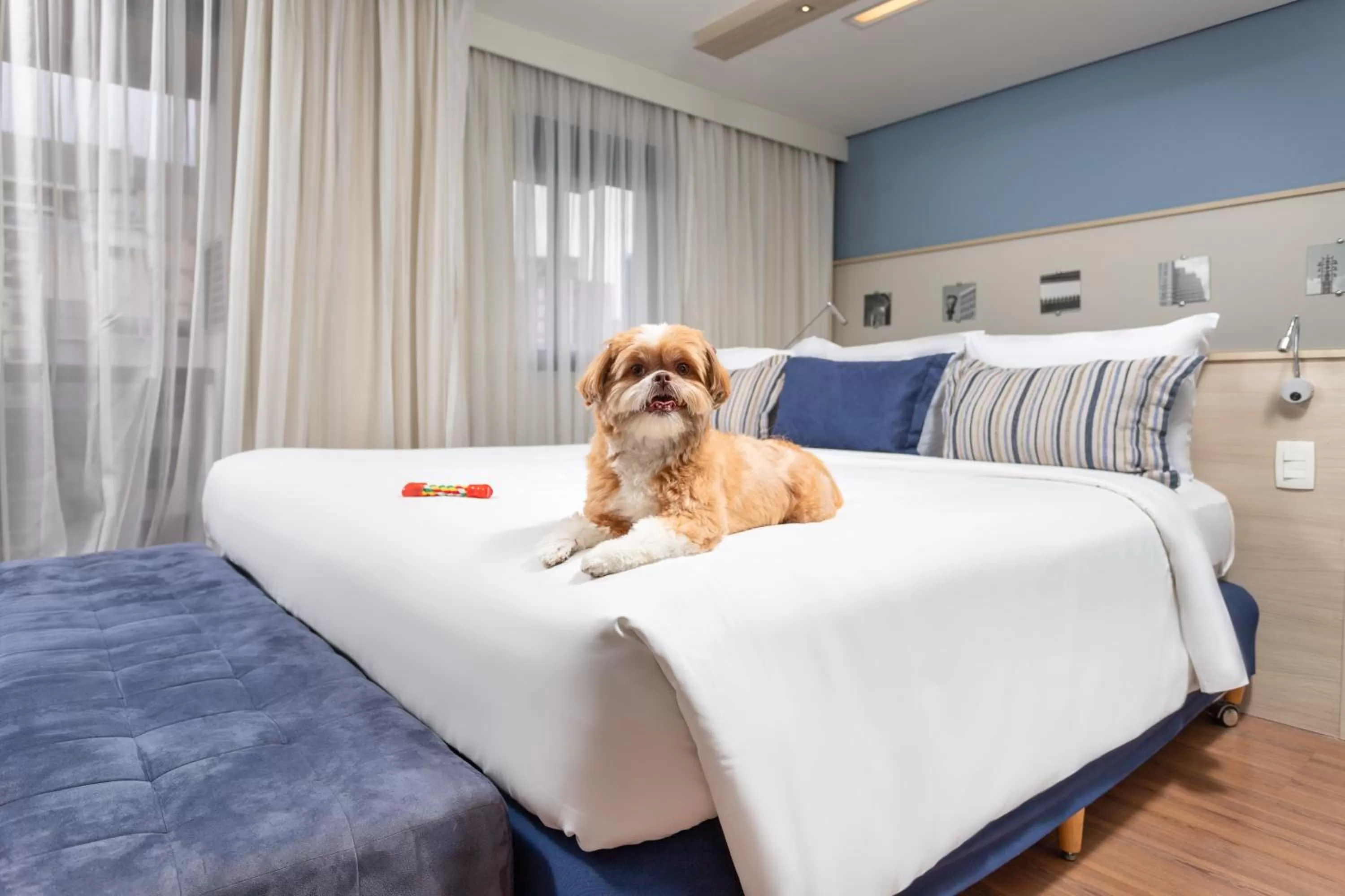 Pets, Bed in Mercure Sao Paulo Pamplona