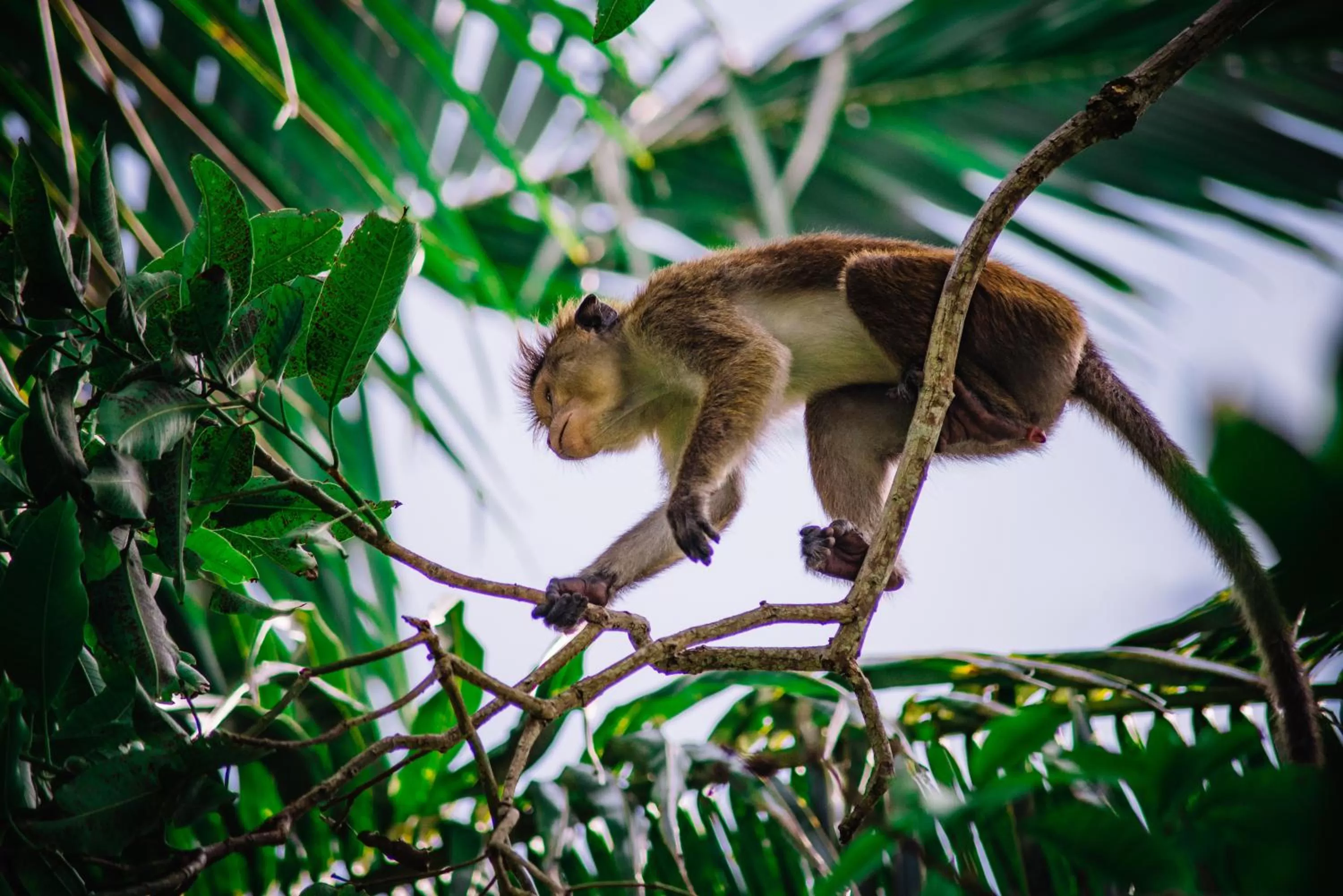 Balcony/Terrace, Other Animals in Kadolana Guest House
