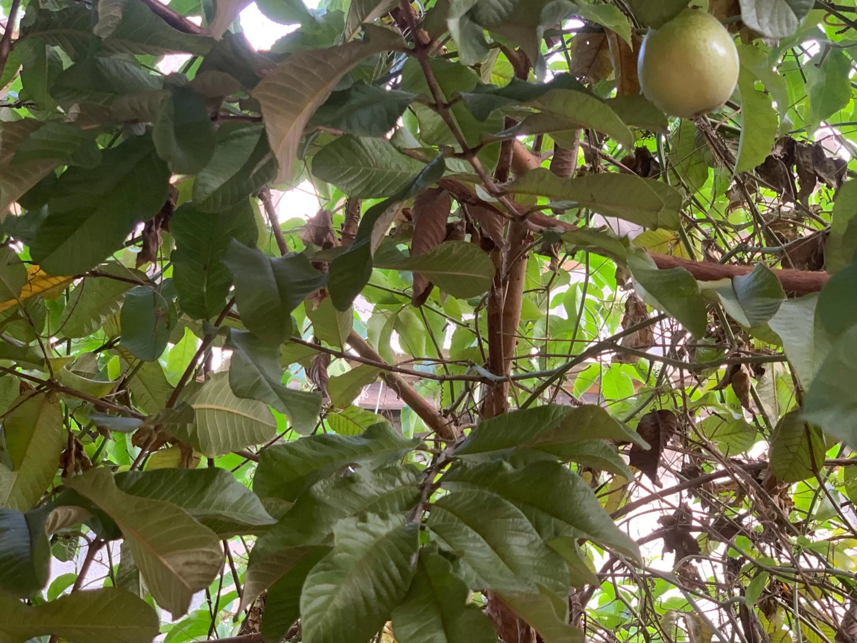 Garden in Villa DeLorenta