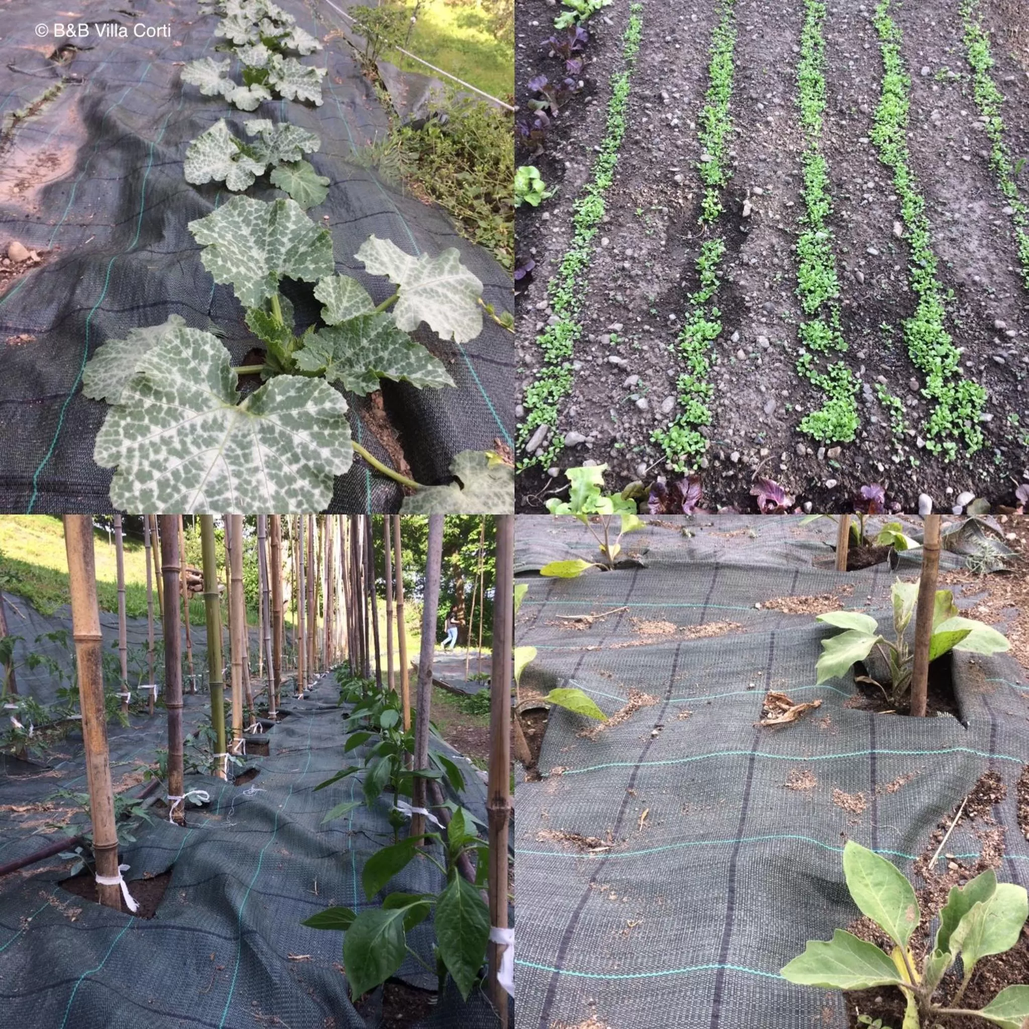 Summer in Villa Corti