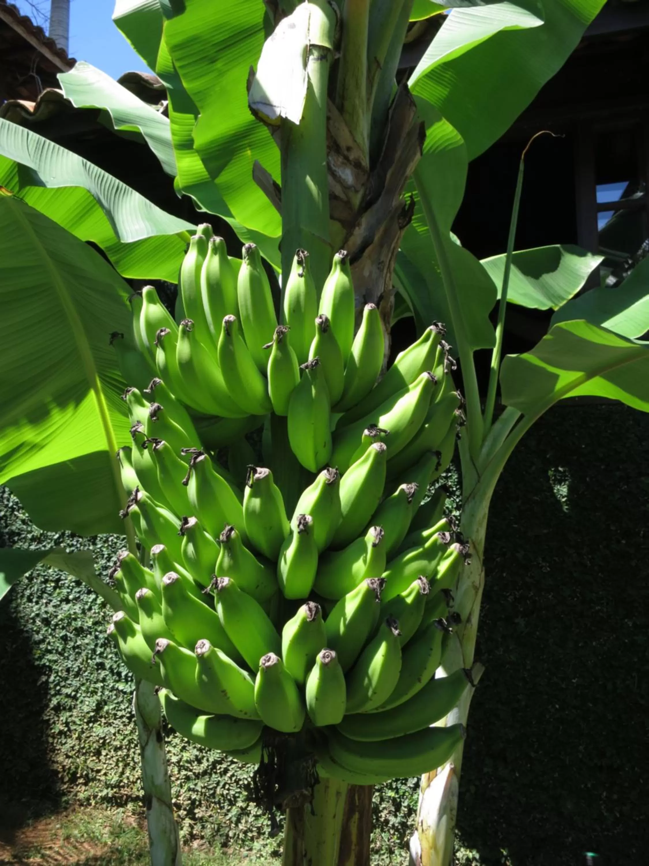 Garden in Pousada Afrika