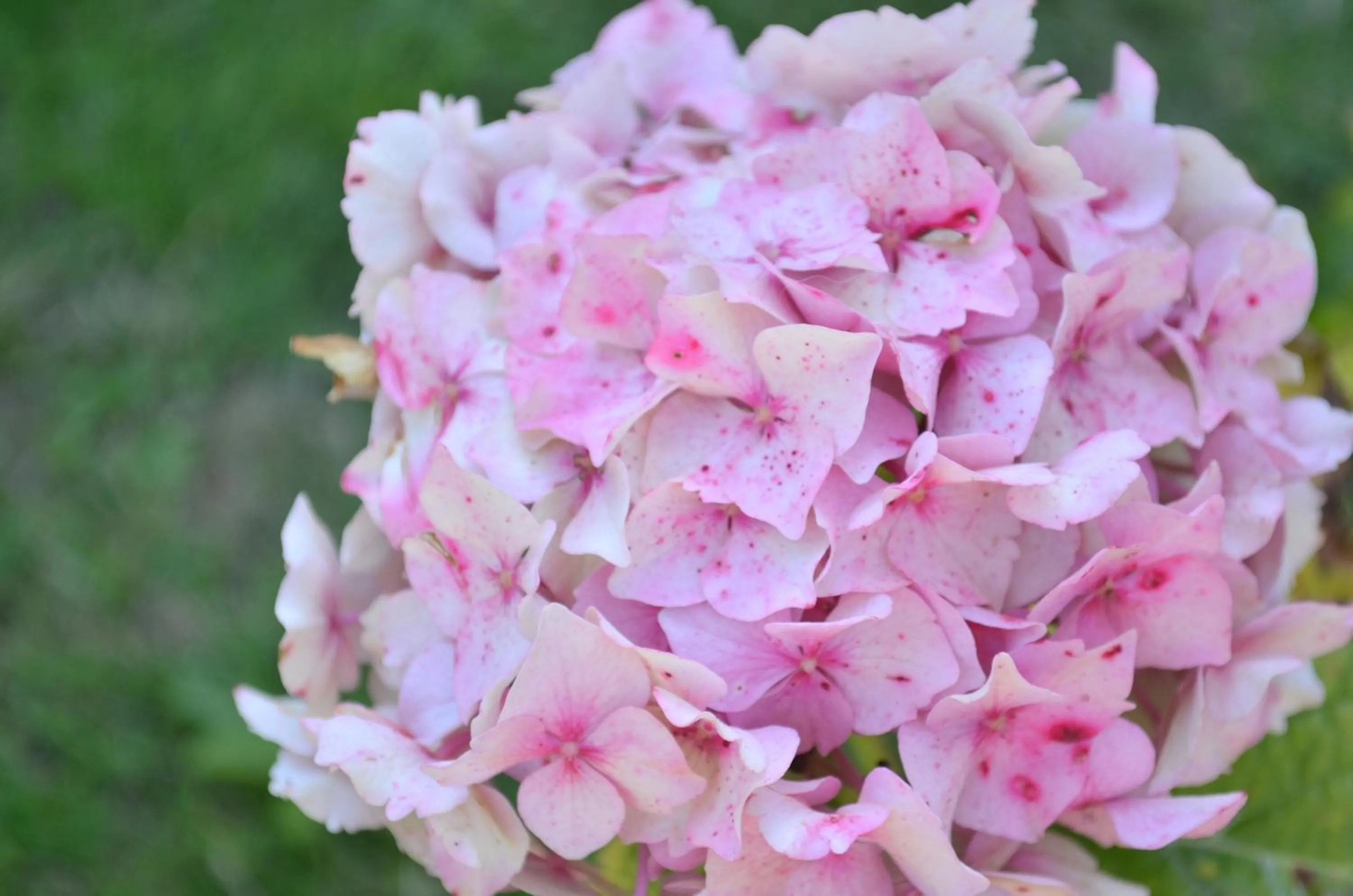 View (from property/room) in Chambre d'hôtes Les Nymphéas