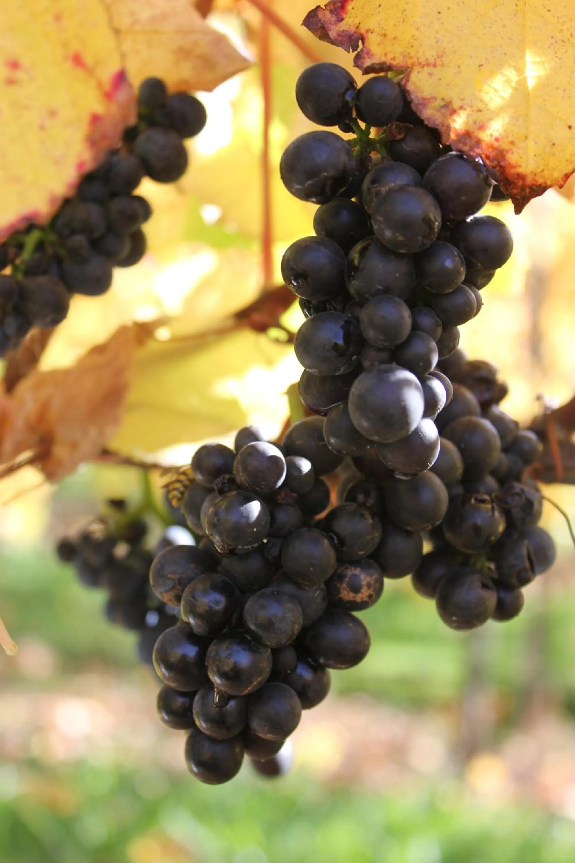 Drinks in Gisborne Peak Winery Short Term Stays