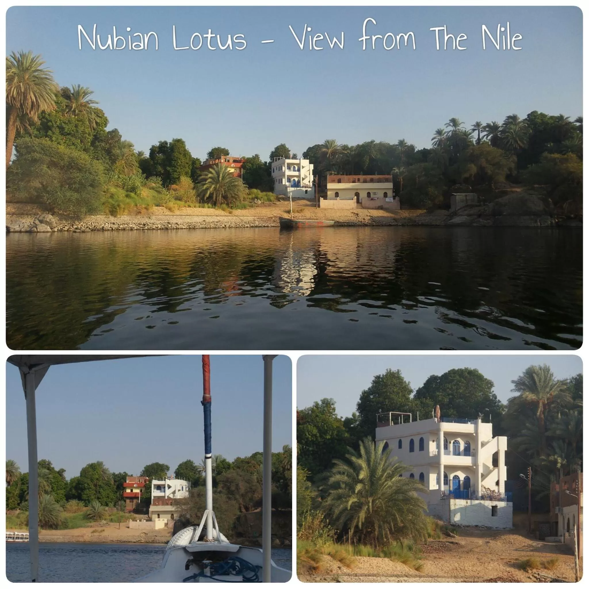 Nubian Lotus