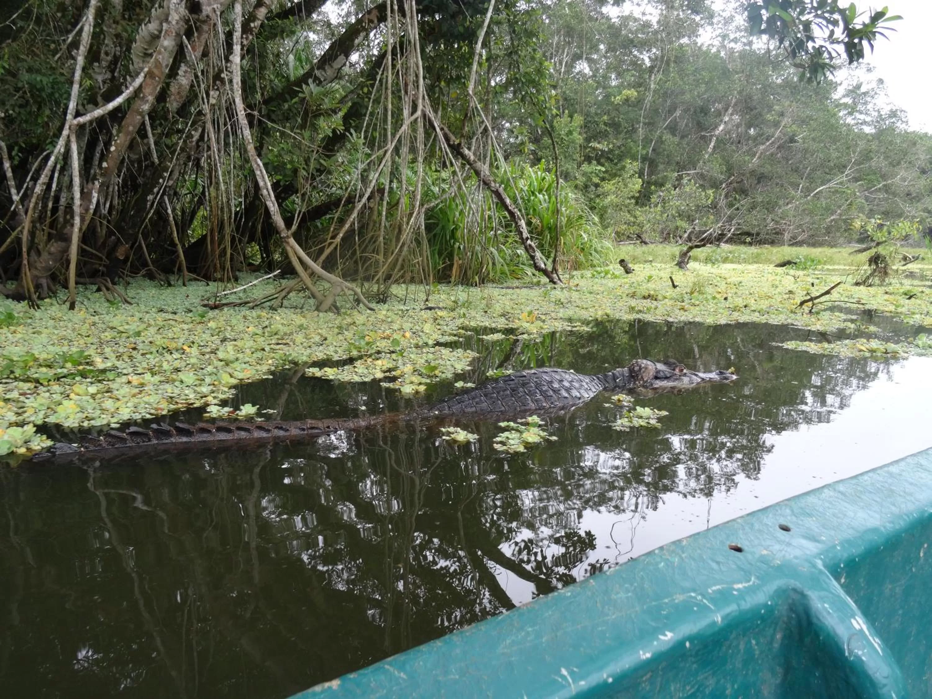 Natural landscape in Hostal Limoncocha
