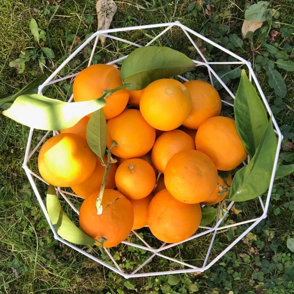 Food and drinks, Food in Chambres d'hôtes CASA MUSA - NICE