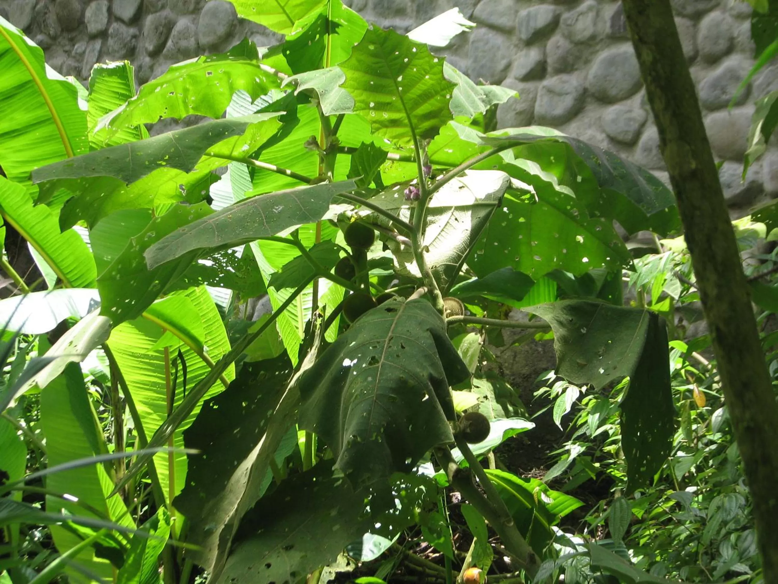 Garden, Other Animals in Spa Hosteria Miramelindo