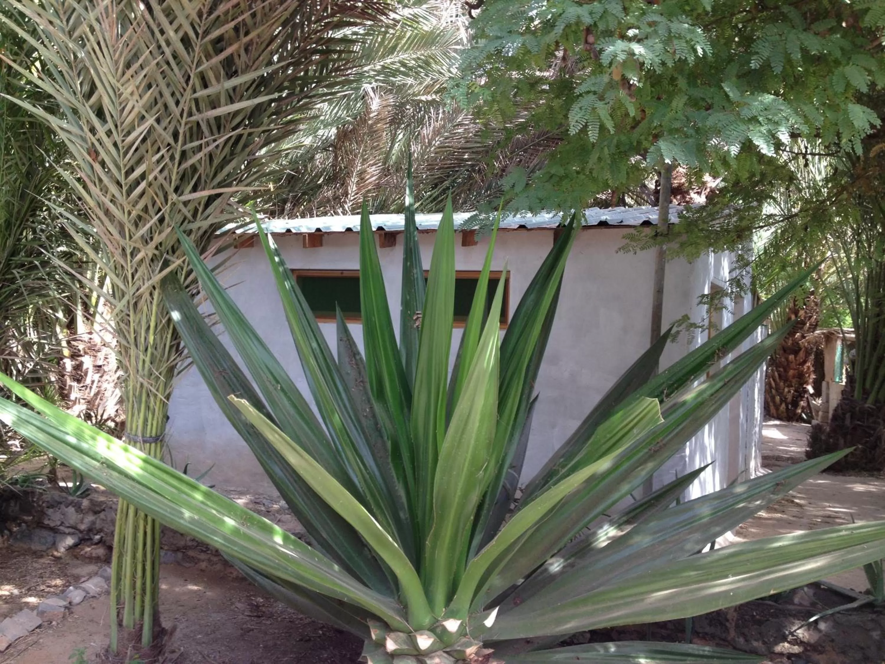 Garden in Villa Morabeza Guest House