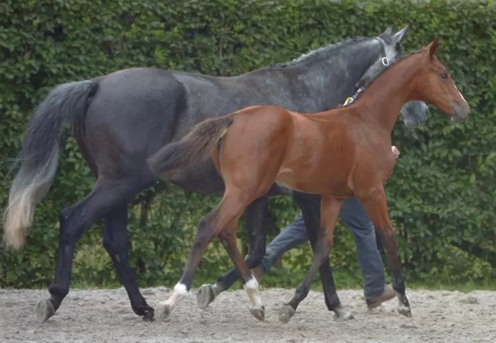 Pets in B & B " De 7 Sprong "