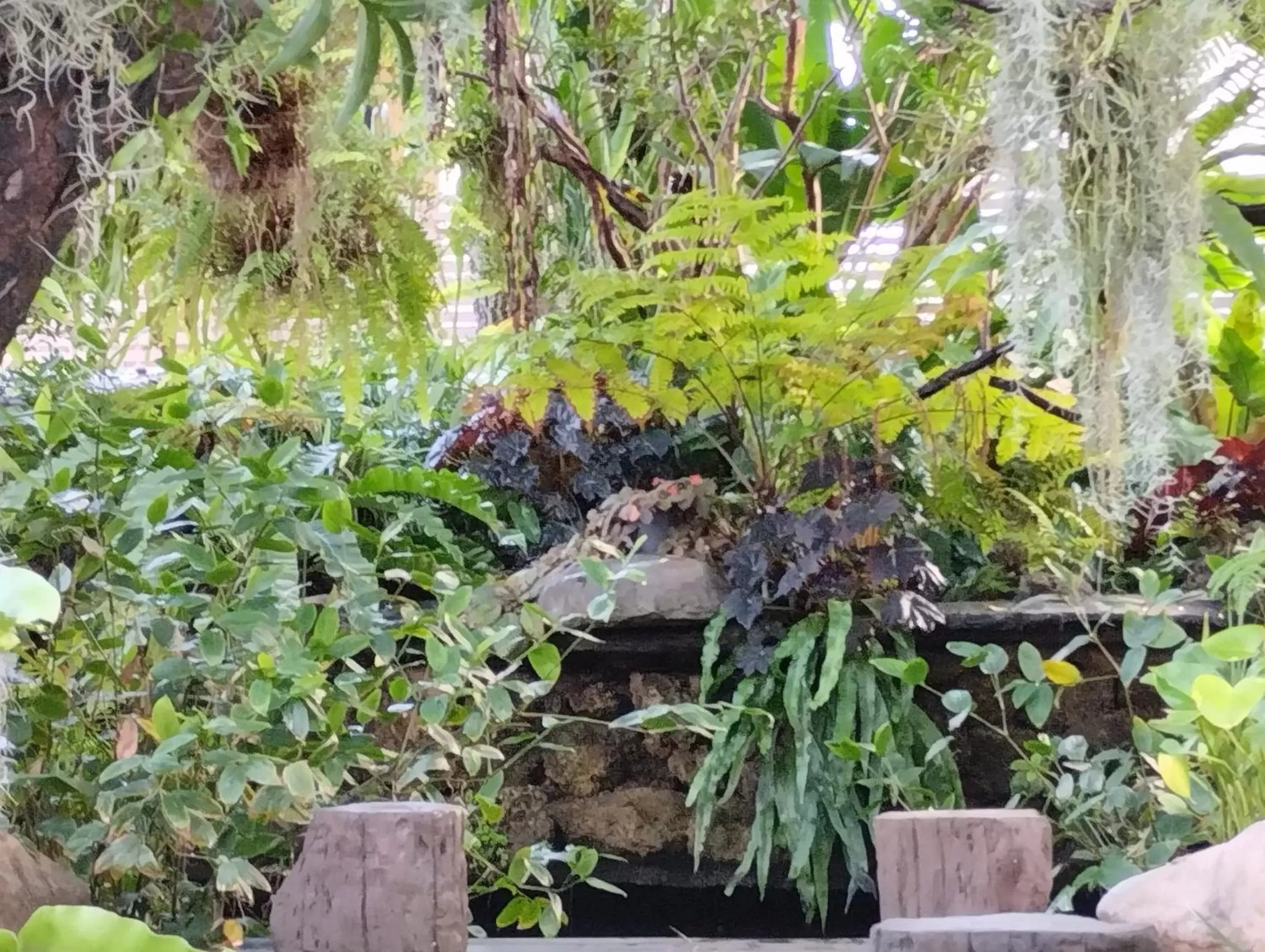 Garden in Sareeviengping Hotel Chiangmai