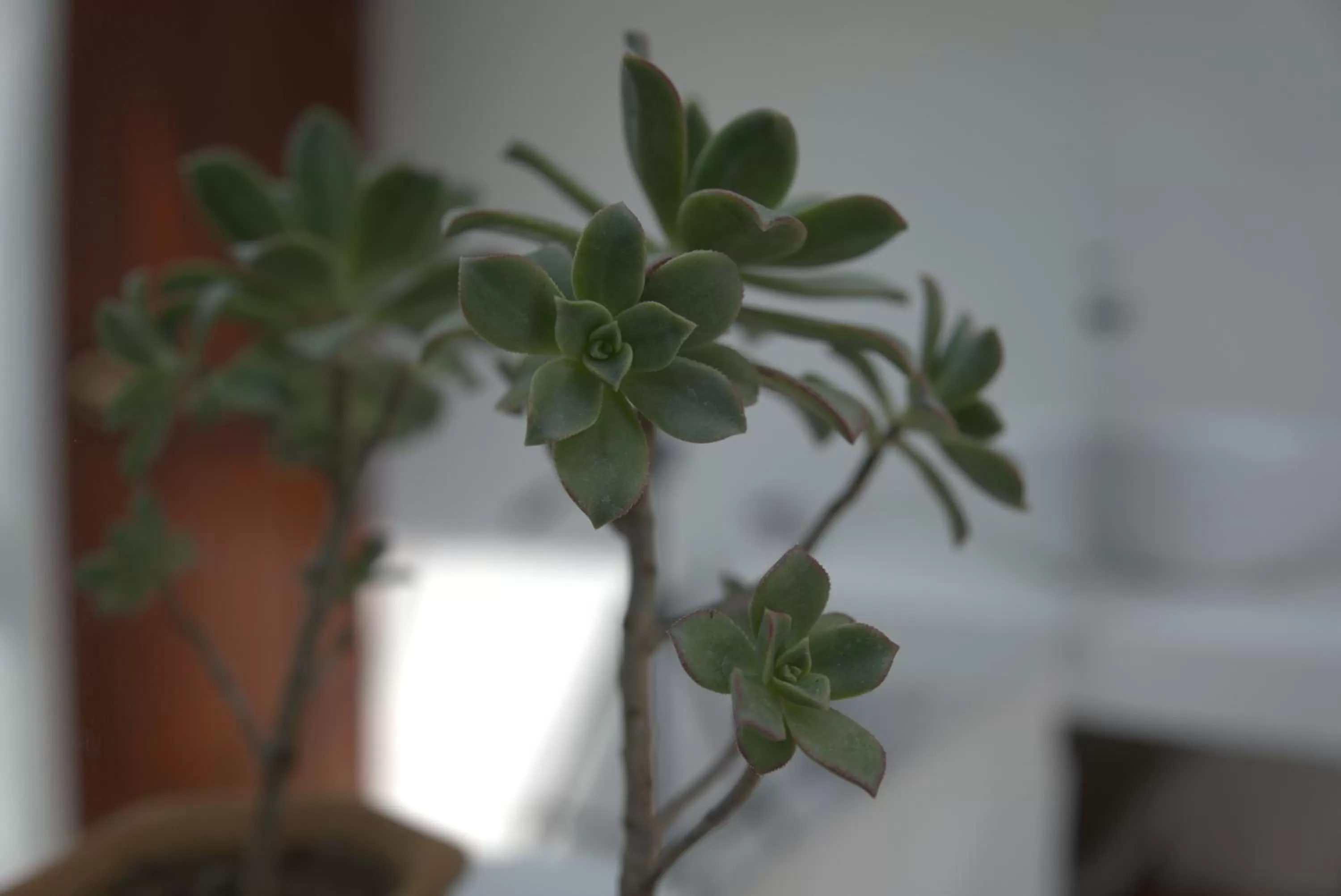 Decorative detail in Hotel Chalet El Castillo by Majuva