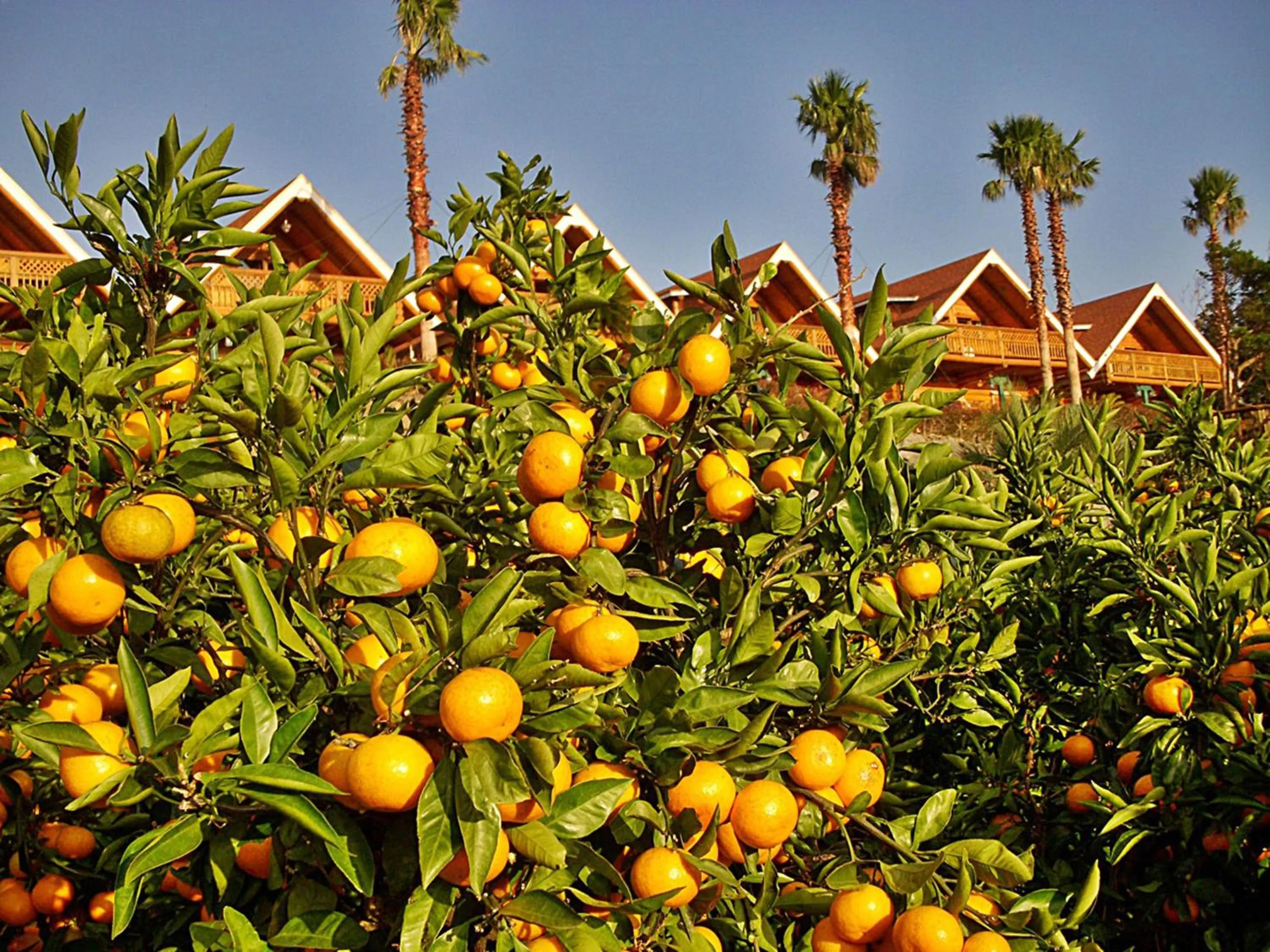 Activities in Jungmun Log Pension & Resort