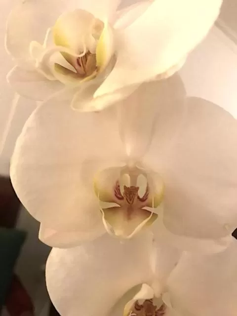 Decorative detail in Hotell Bäckagården