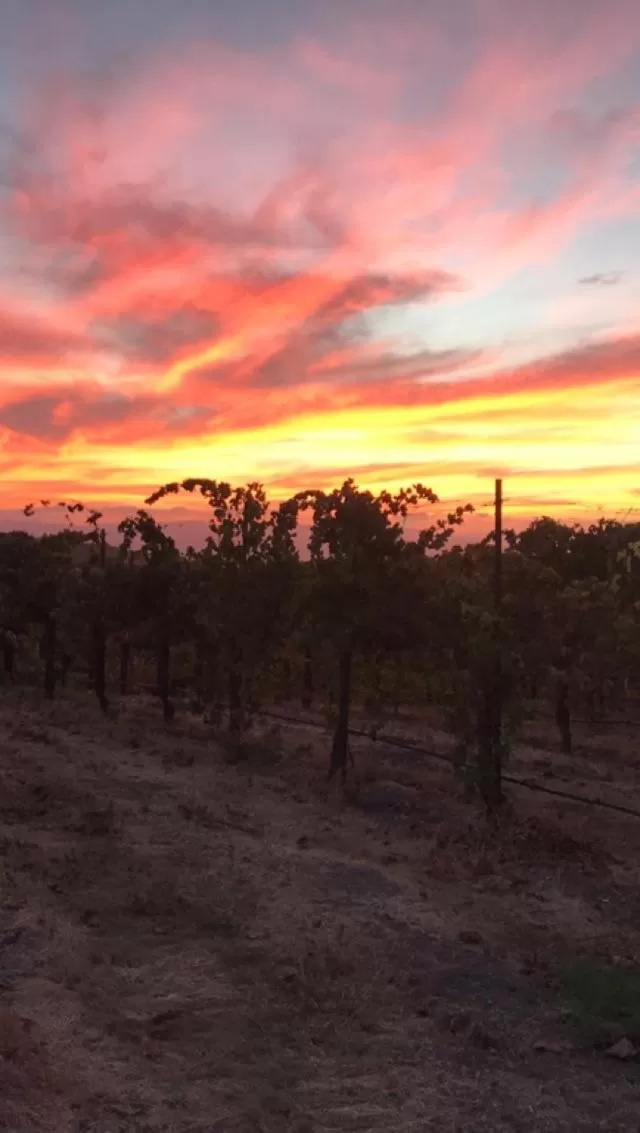 Natural landscape in The Eden House Vineyard