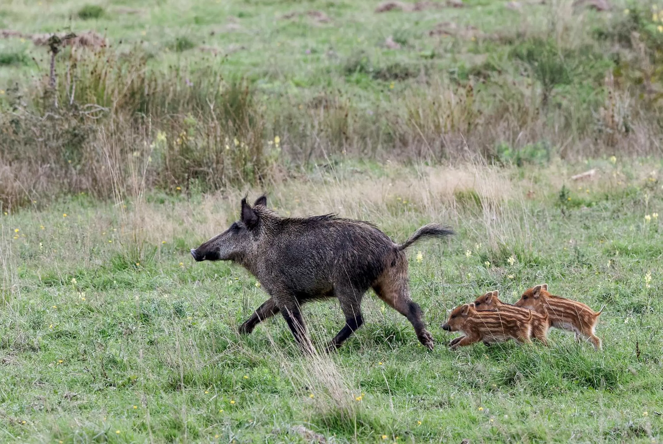 Animals in Chambres et Table d'Hôtes Les Machetières