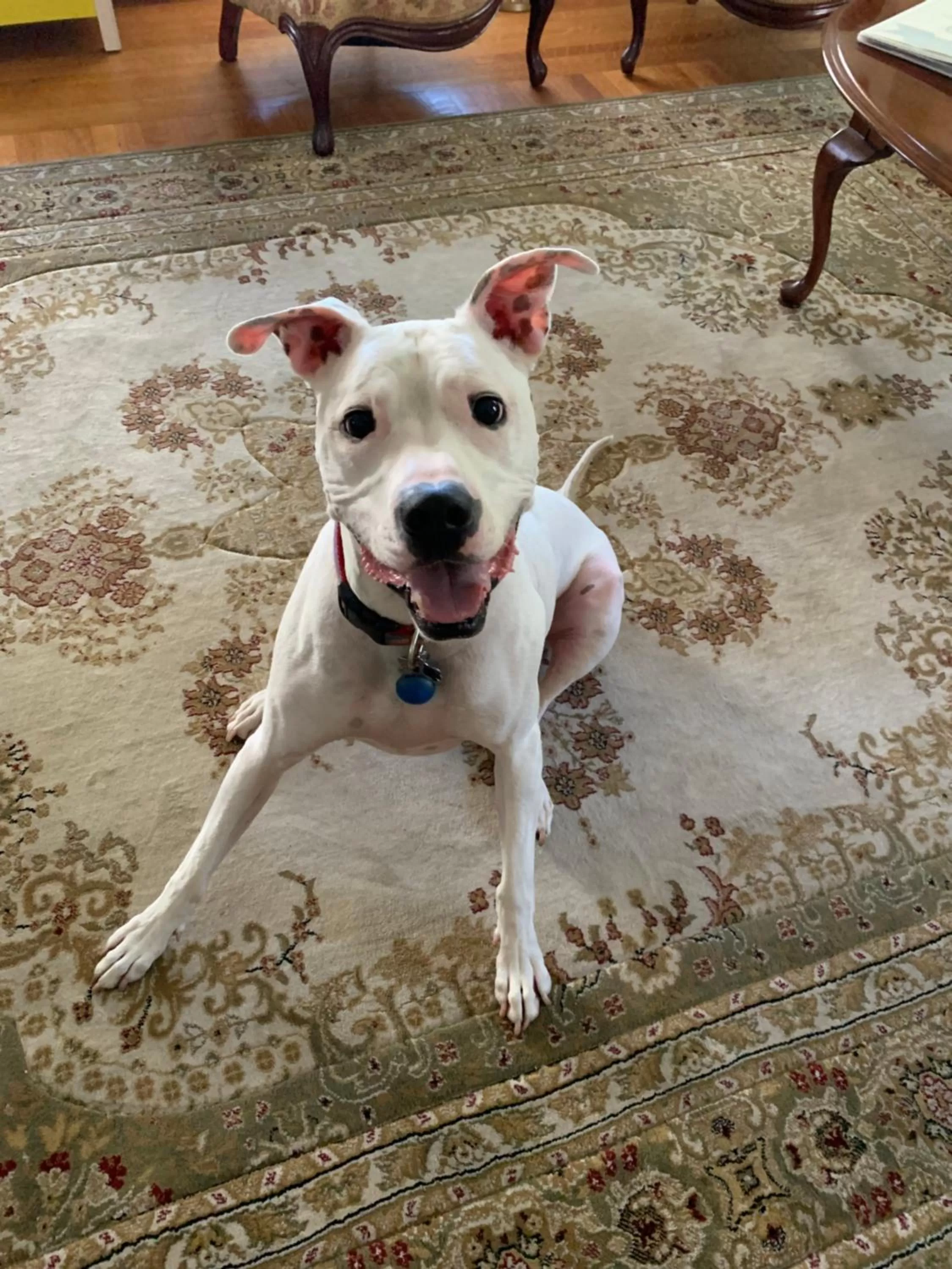 Pets in Grand Colonial Bed and Breakfast