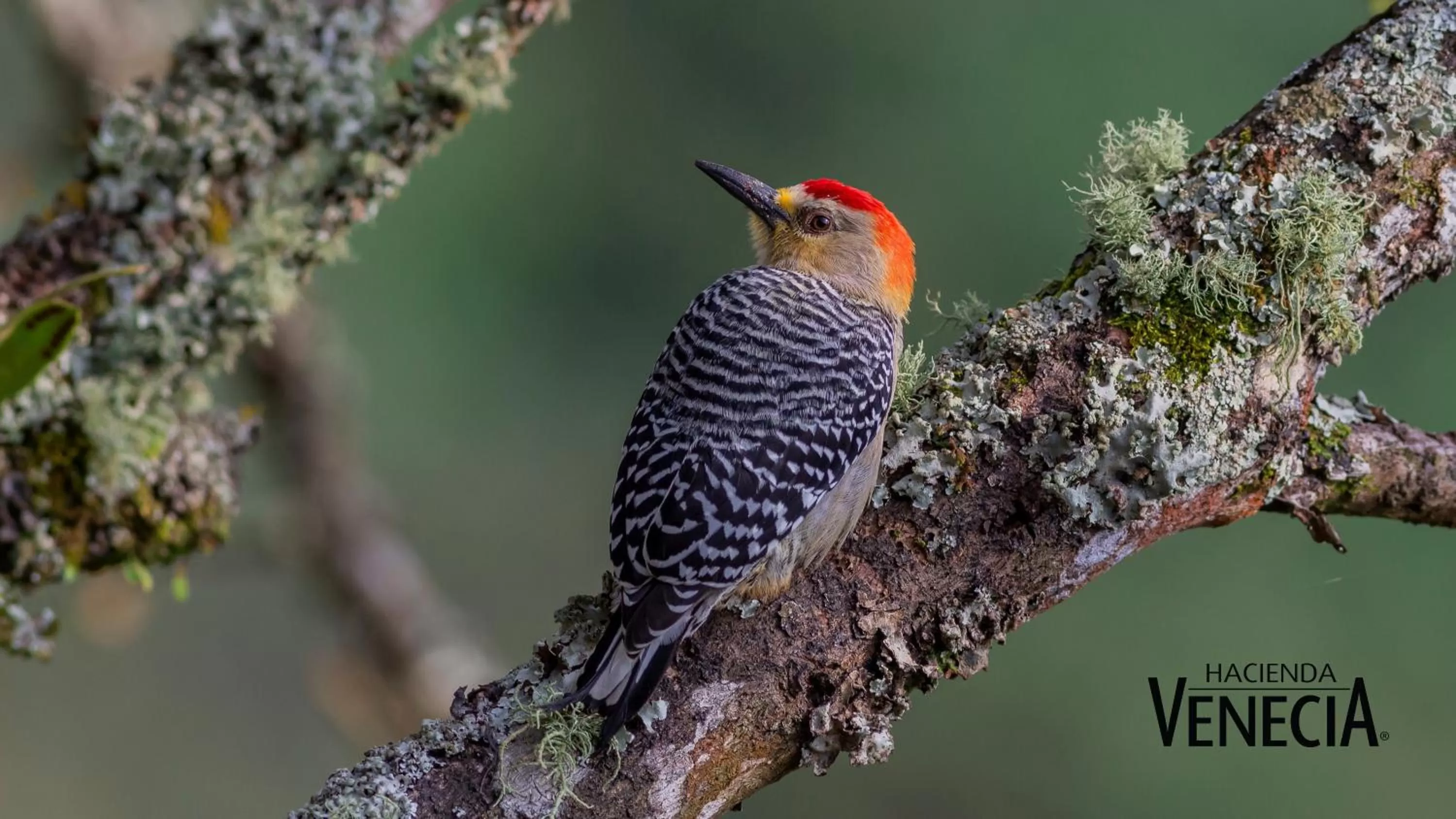 Activities, Other Animals in Hacienda Venecia Coffee Farm Hotel