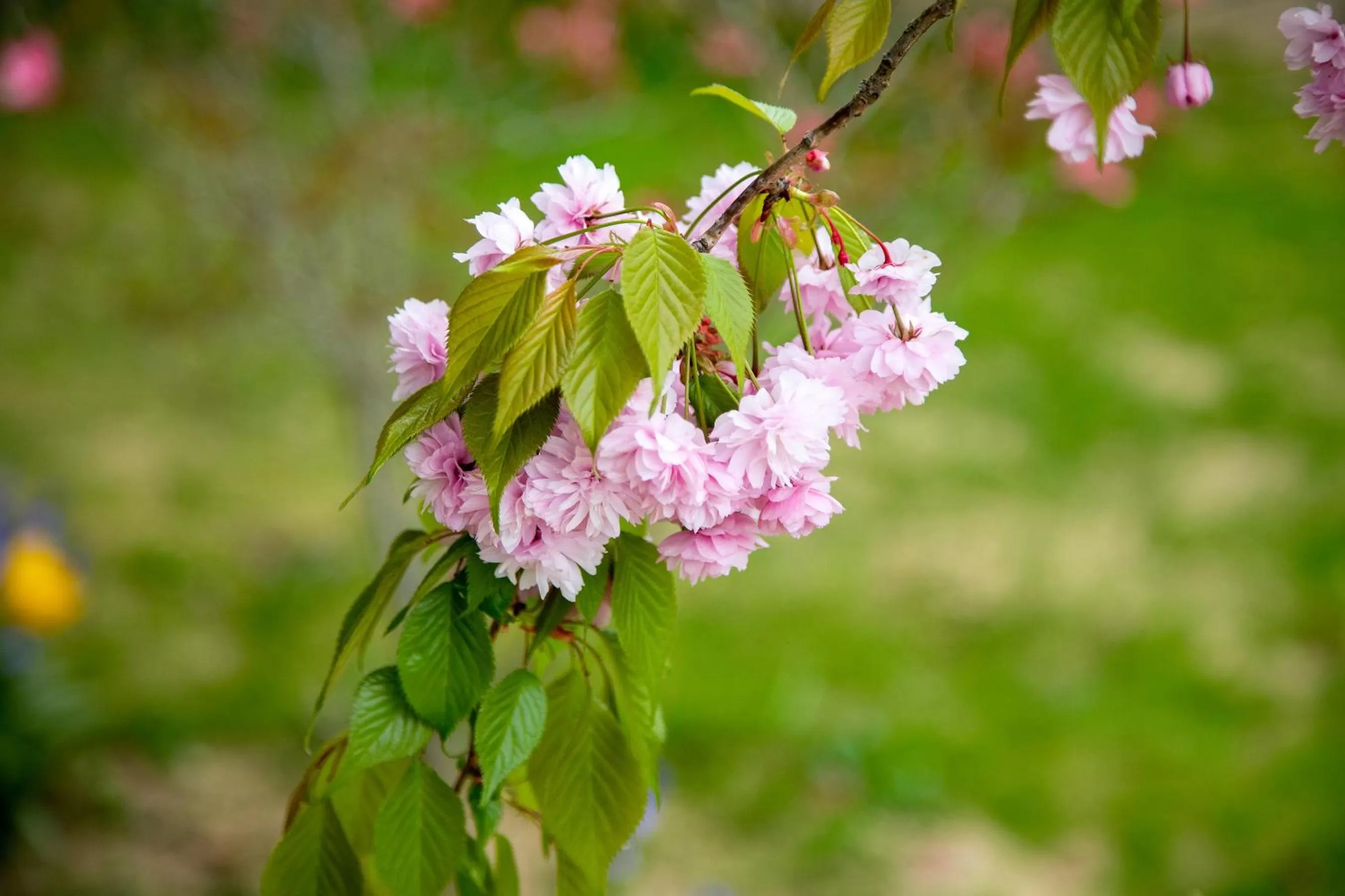 O'Myosotis - 400m Centre Historique - Parking Gratuit - Piscine et Jardin
