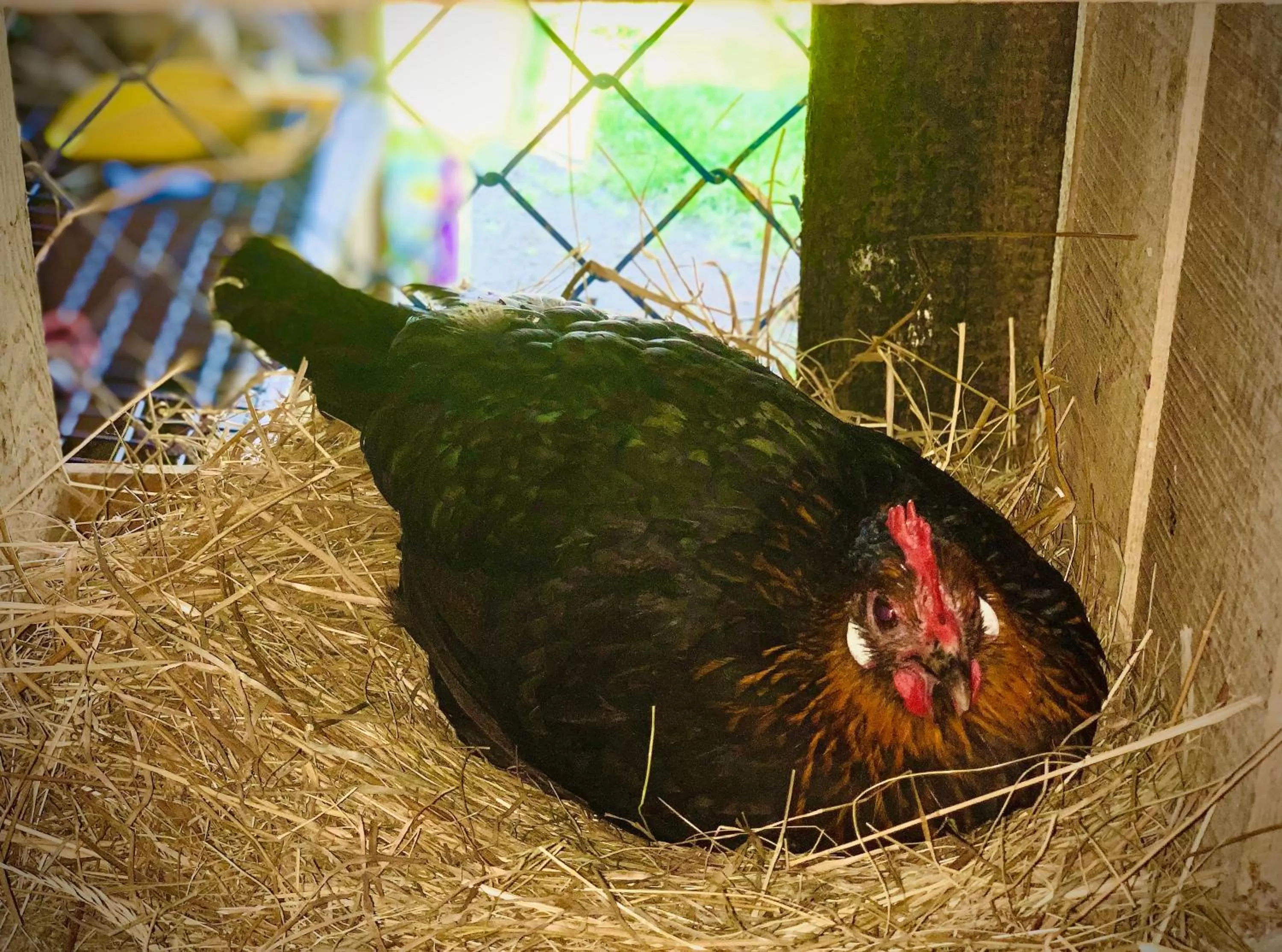 Other Animals in Ziołowa Dolina