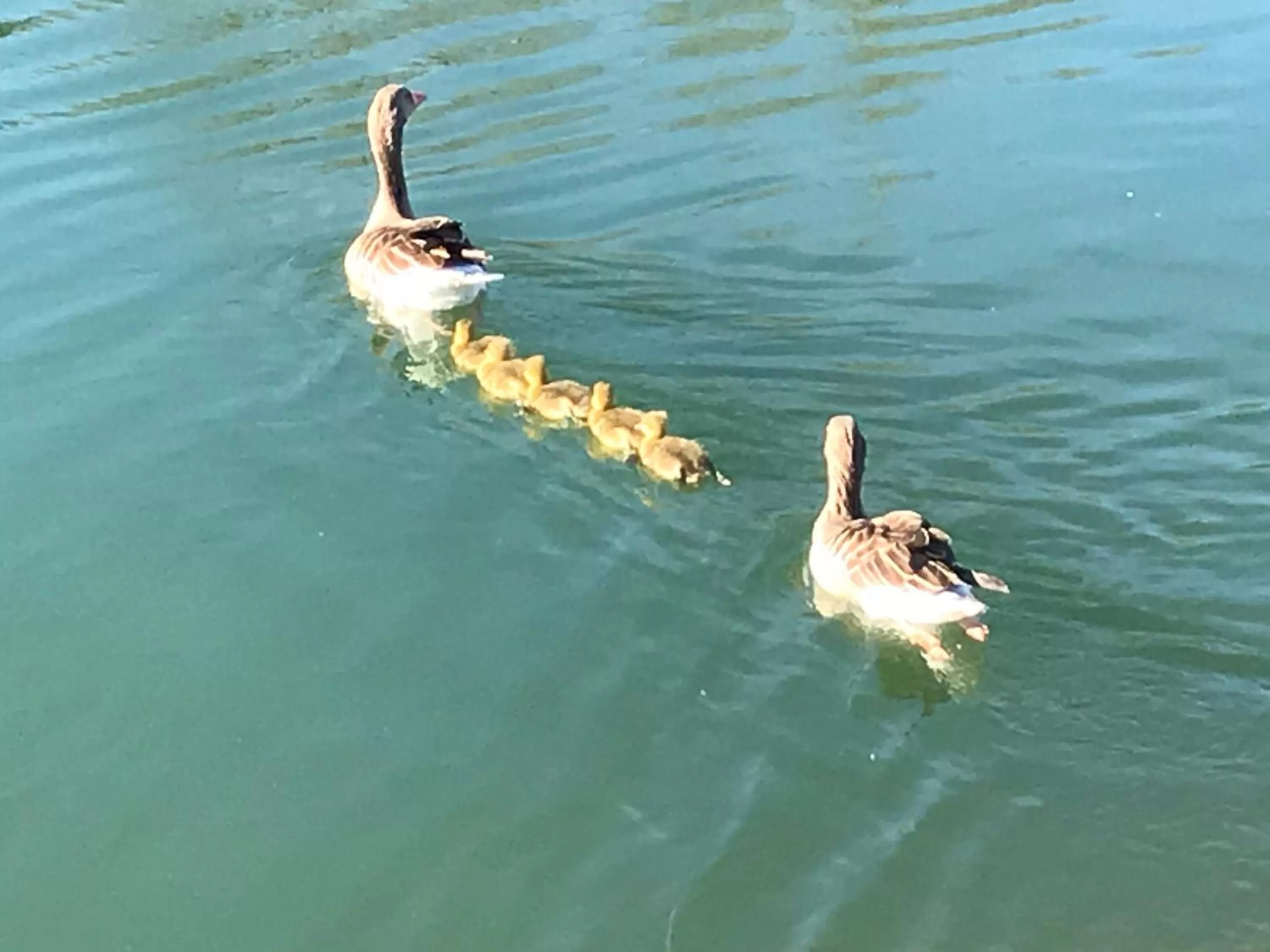 Hiking, Other Animals in Bed and Breakfast Bavaria München