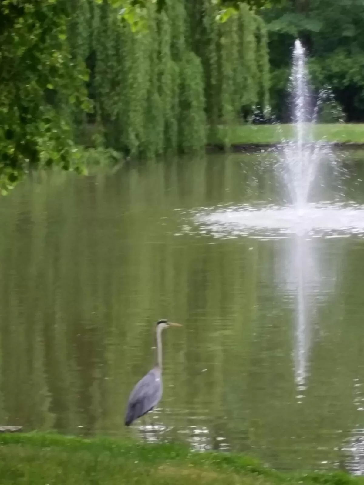 Other Animals in Traumparadies