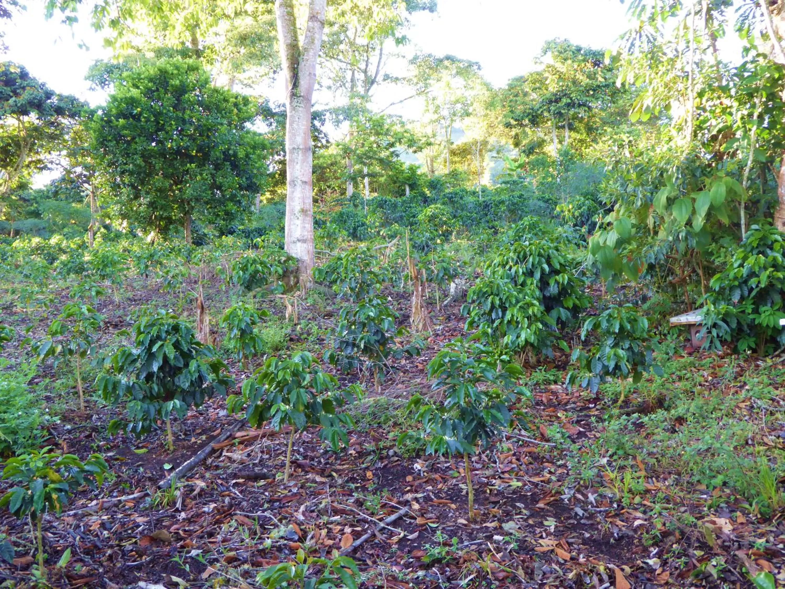 Area and facilities, Garden in Finca El Cielo