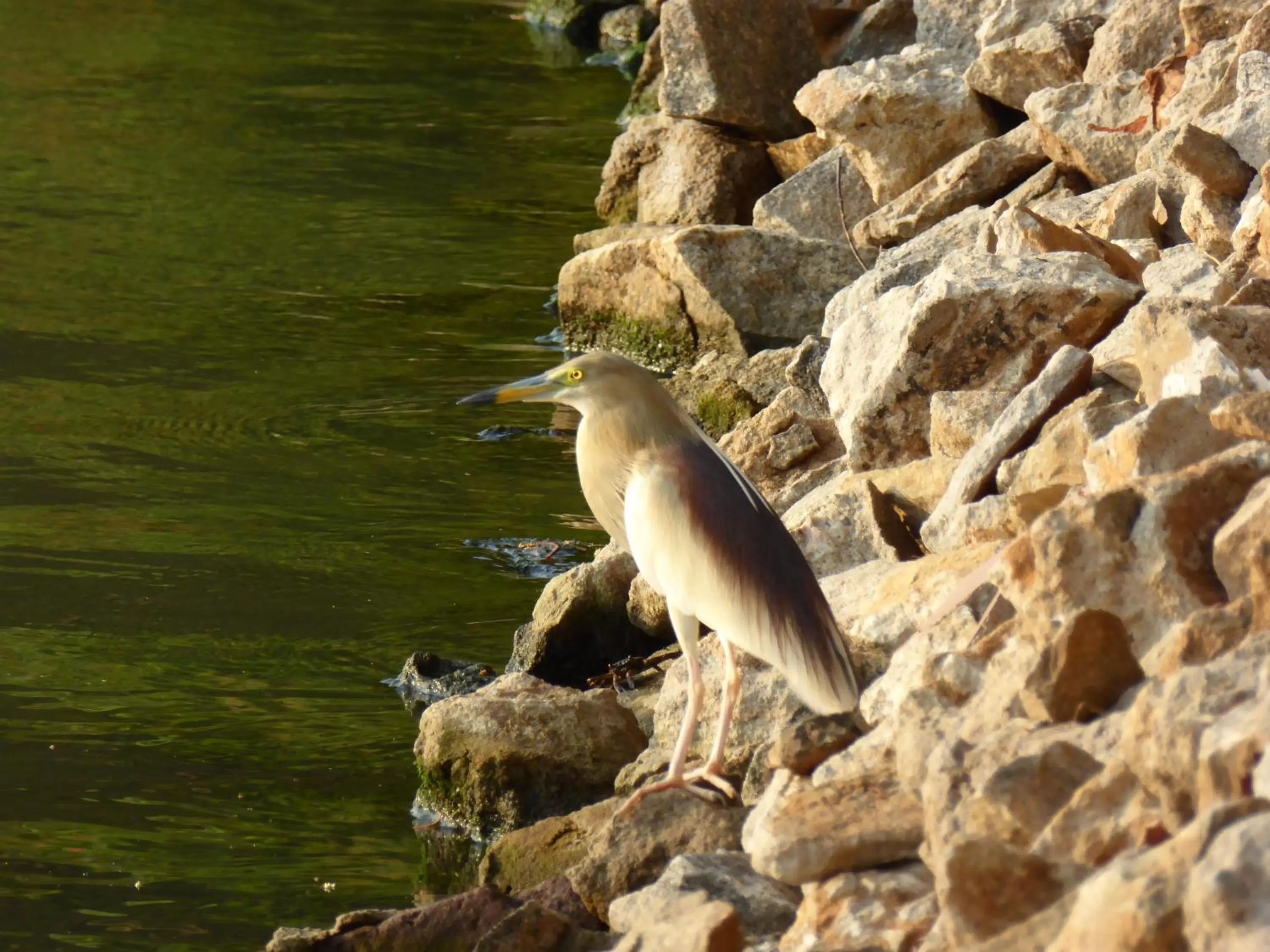 View (from property/room) in Riviera Resort