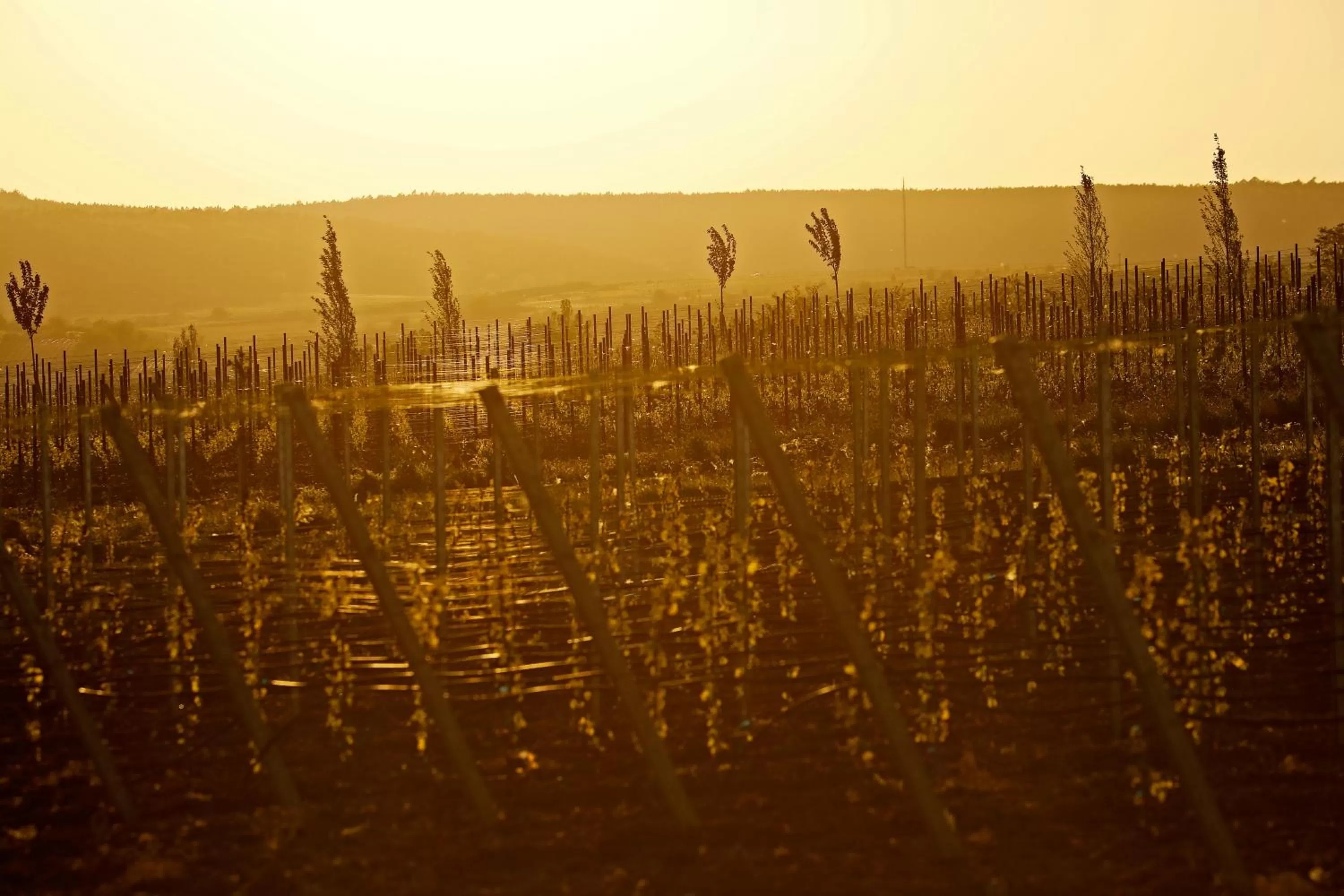 Nearby landmark in Altstadthof Freinsheim