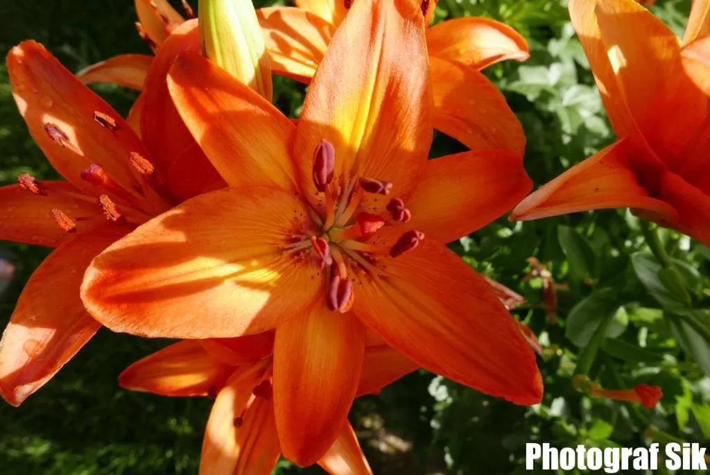 Summer in Gästehaus Pointner