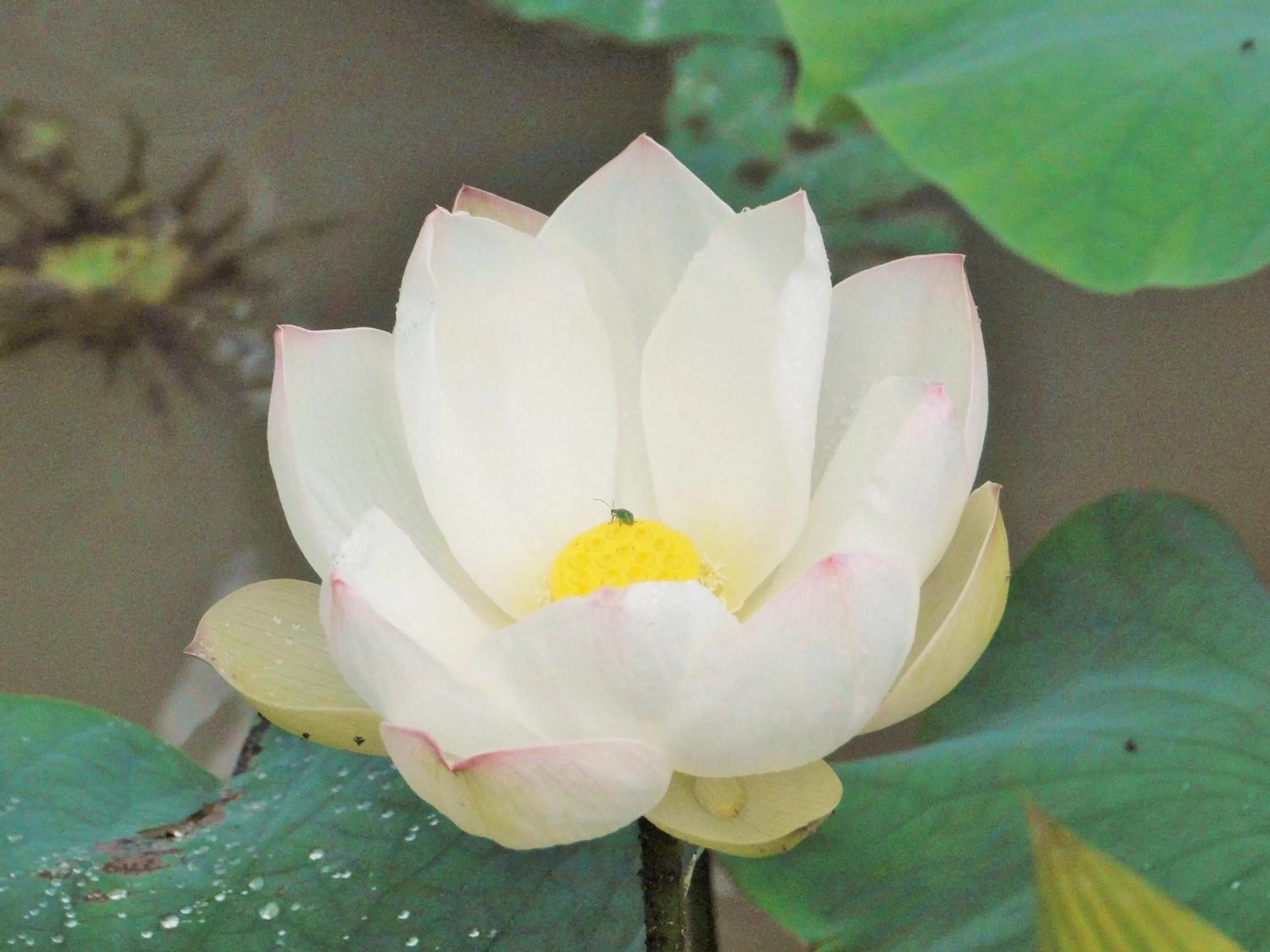 Food in Hosteria Florecer