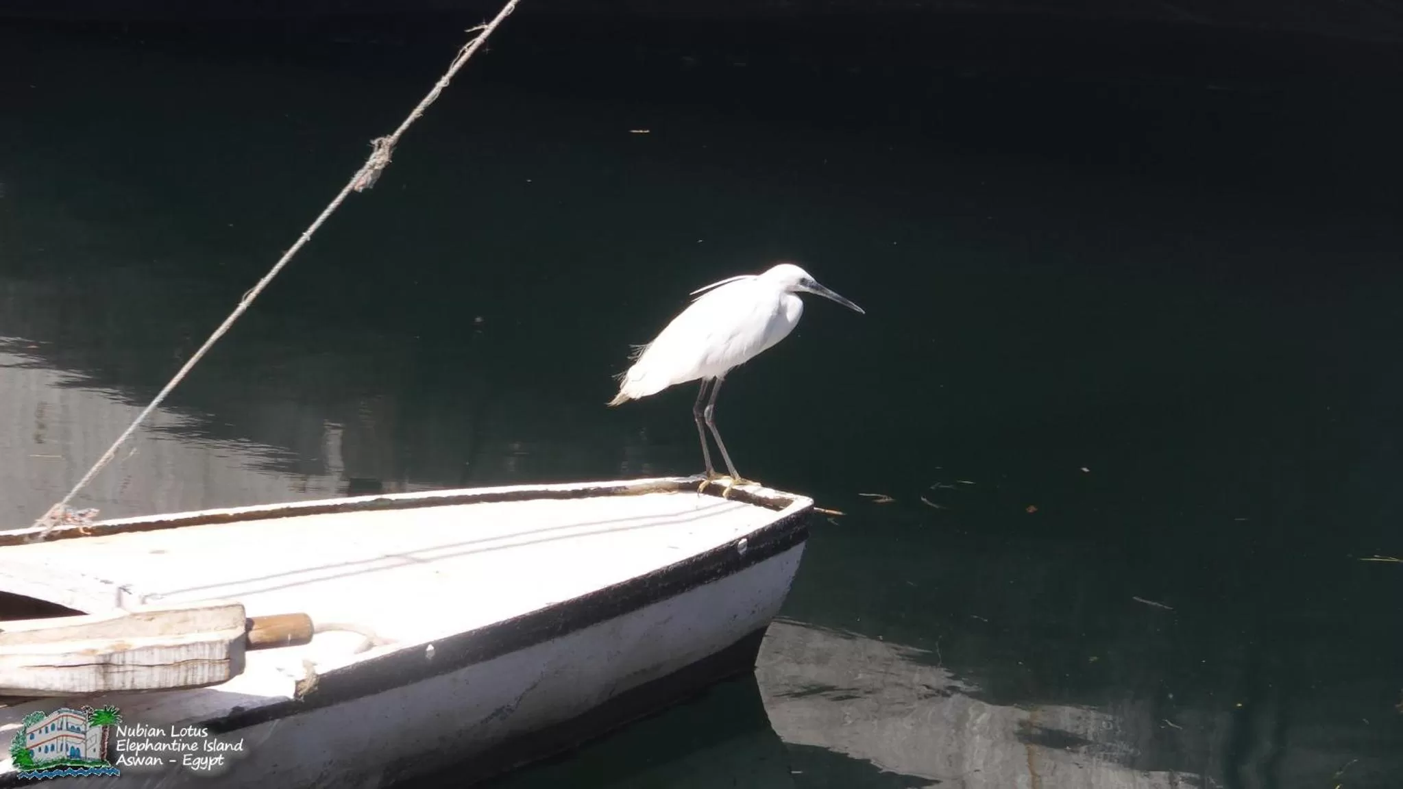 Property building, Other Animals in Nubian Lotus