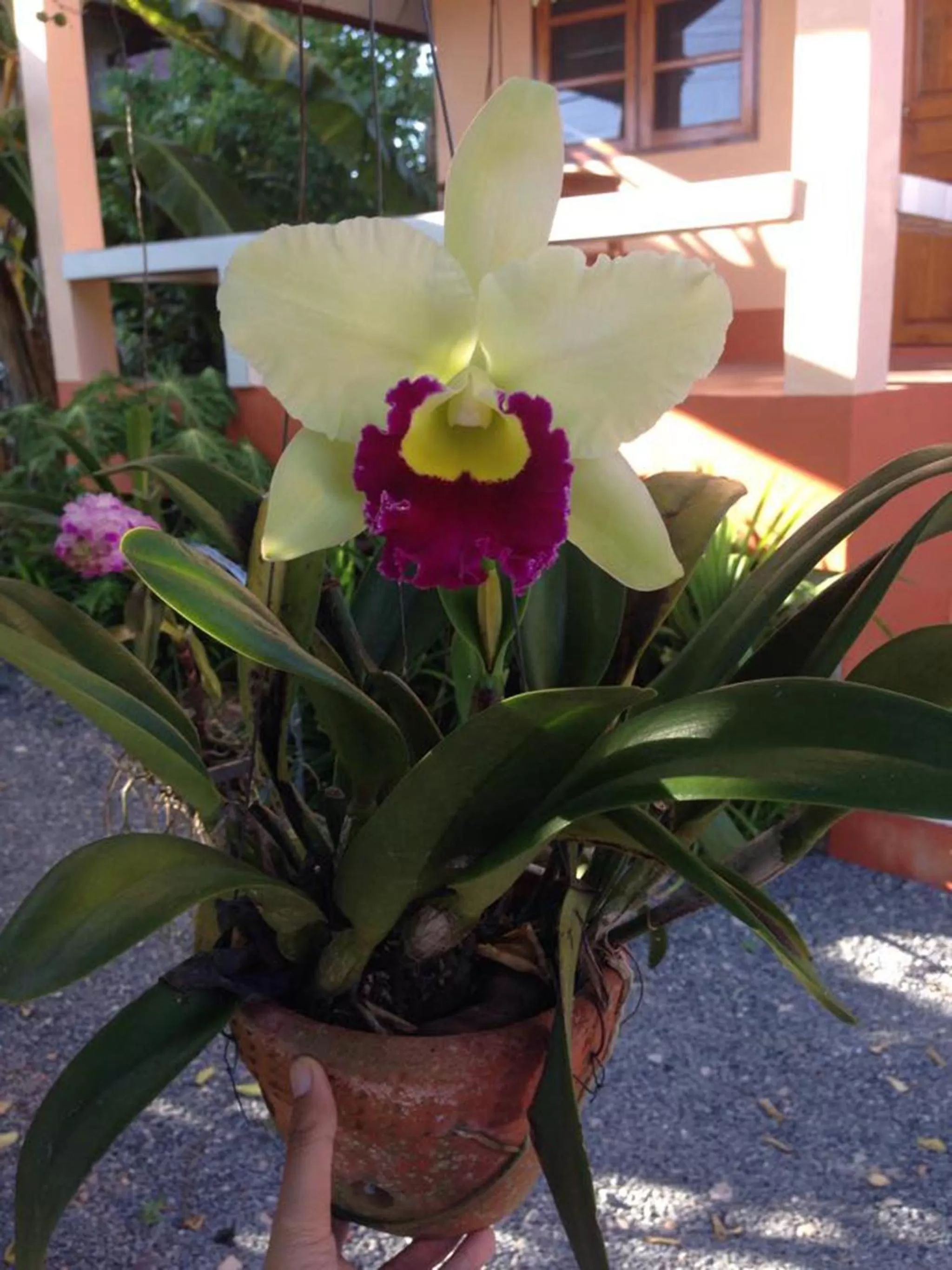 Garden view in Chuanchom Resort