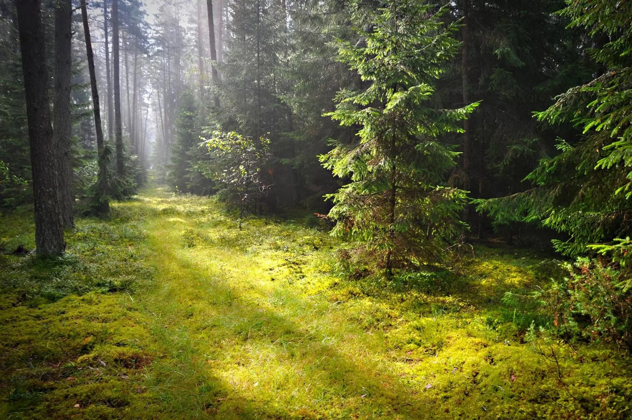 Natural landscape in Villa Skomanda