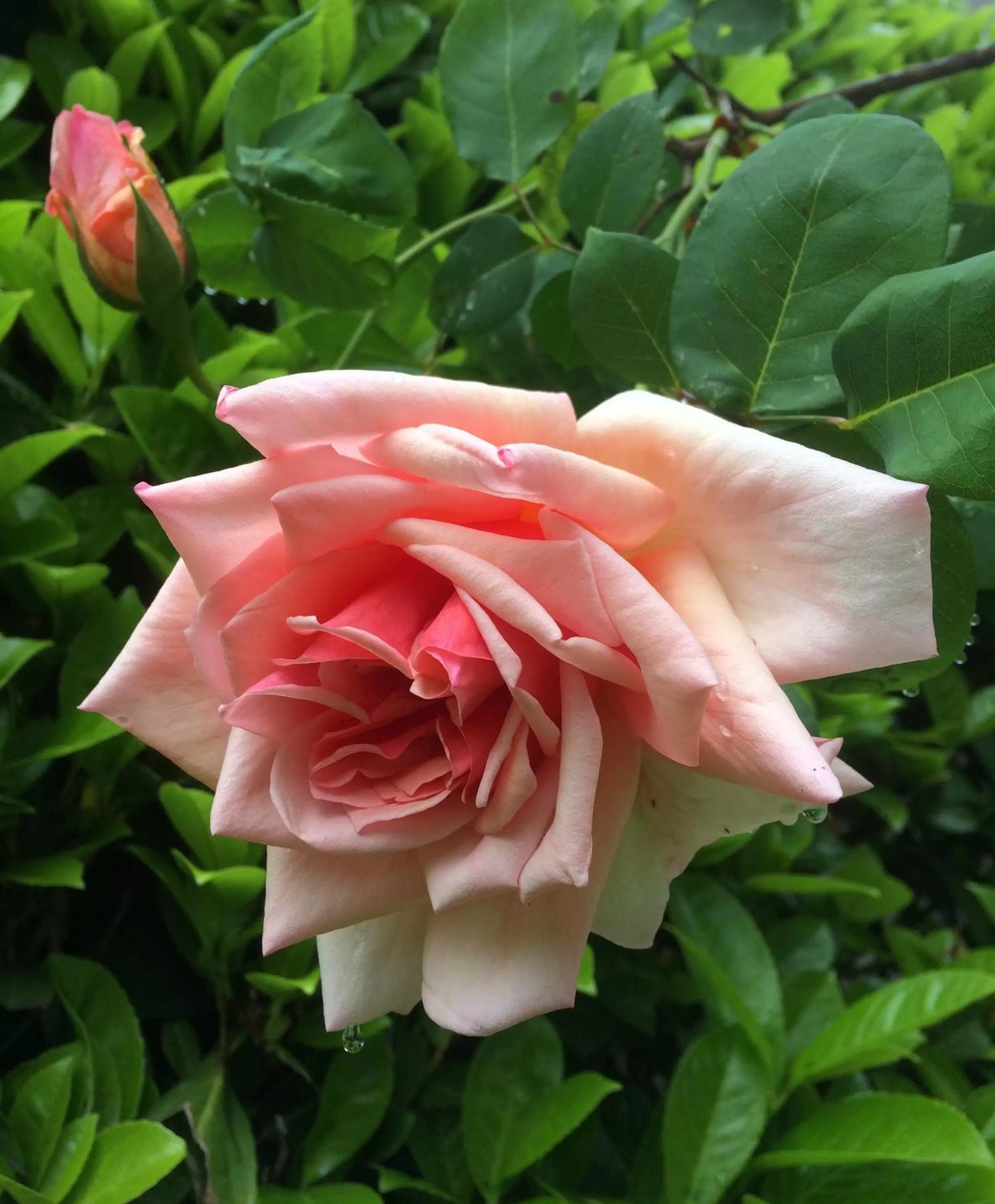 Garden in In Giardino B&B