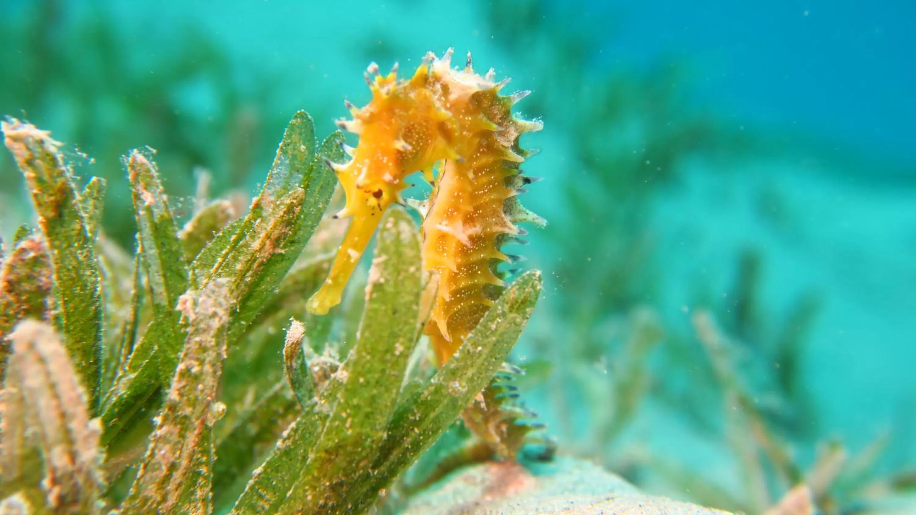 Snorkeling in Coral Sun Beach