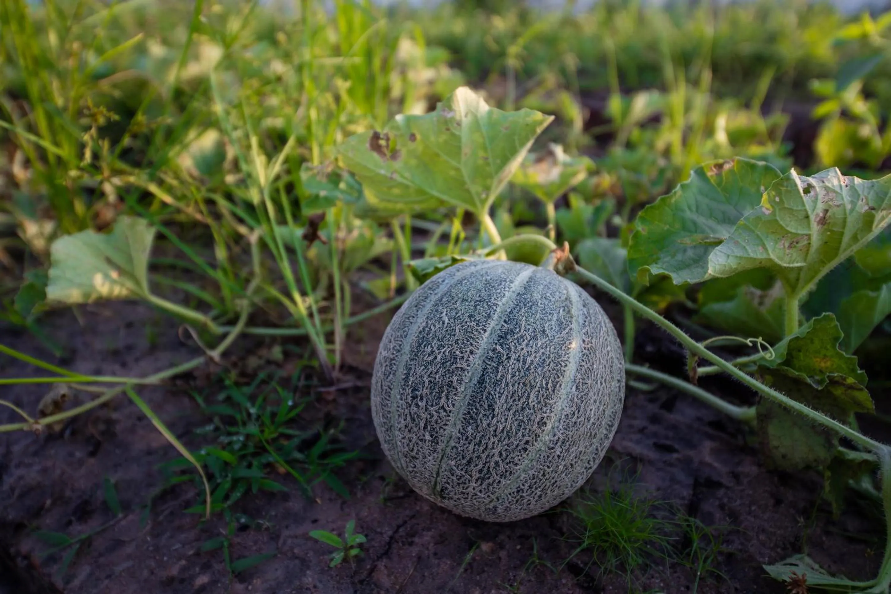 Garden in Angkor Rendezvous