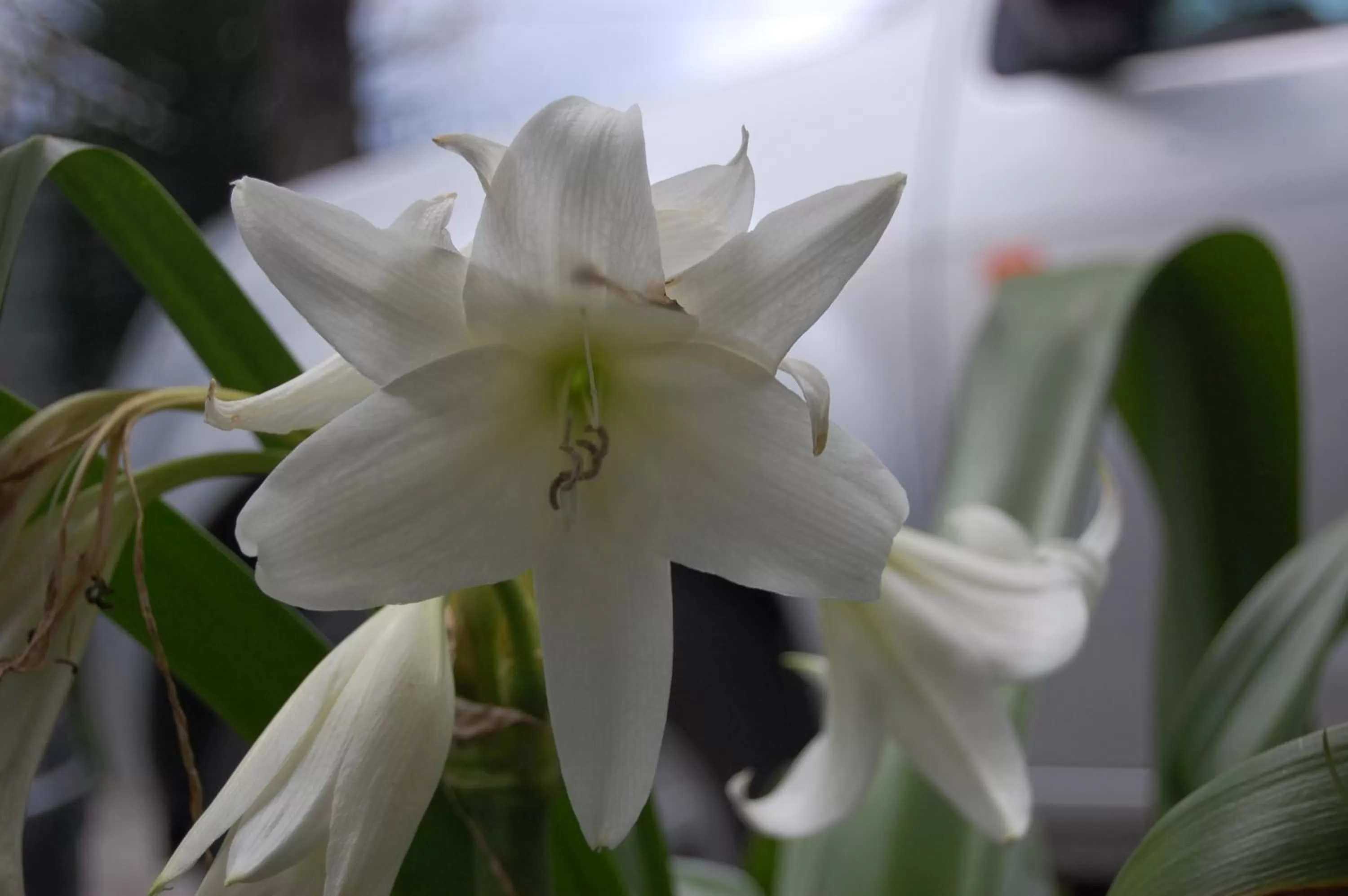 Garden in Apartamentos Otorongo Cuenca Ecuador