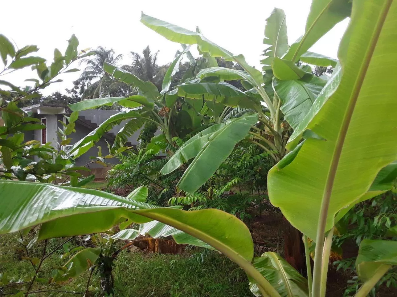 Garden in Lake Bliss